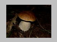 Fichtensteinpilz