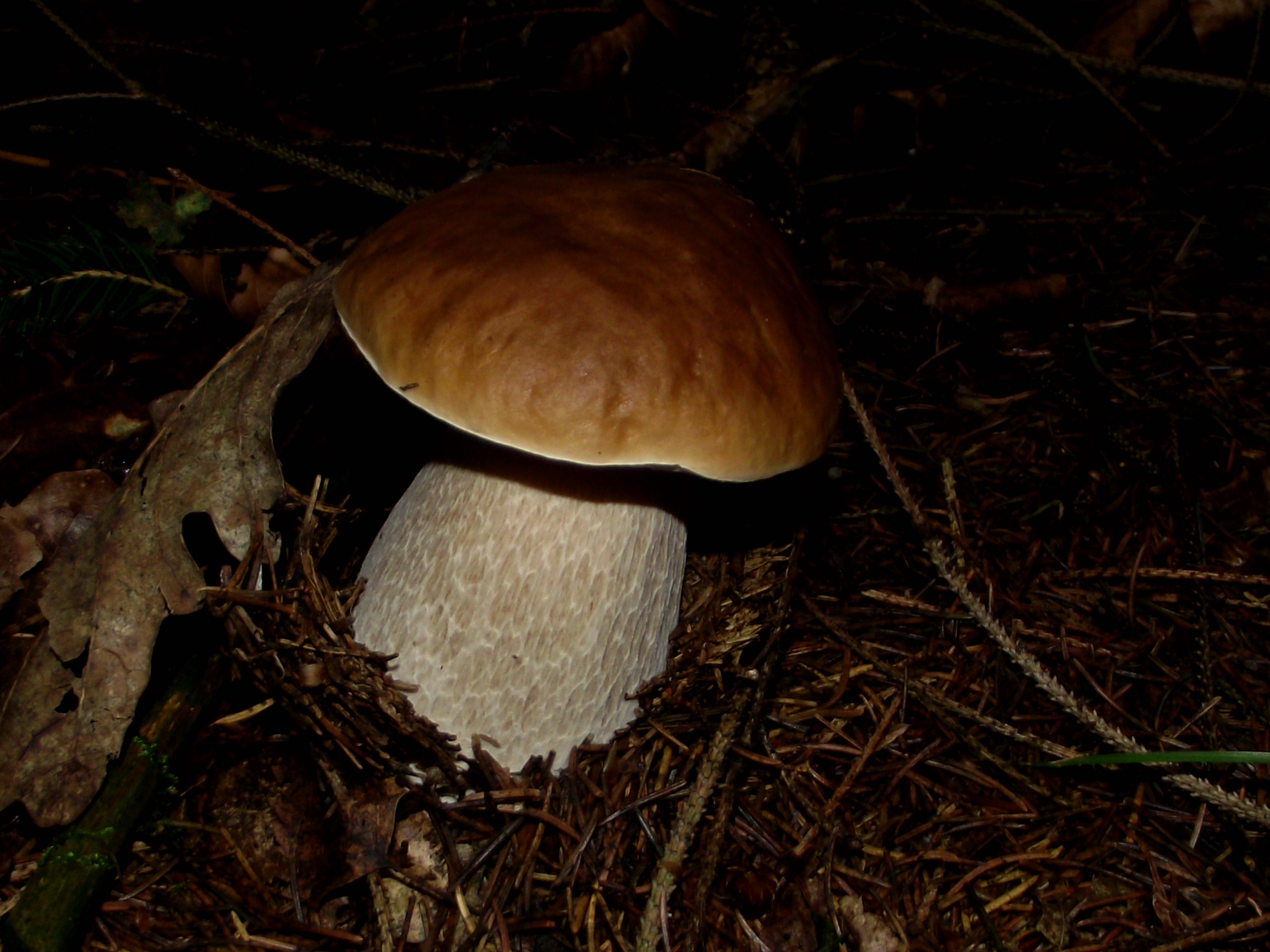 Fichtensteinpilz