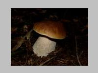 Fichtensteinpilz