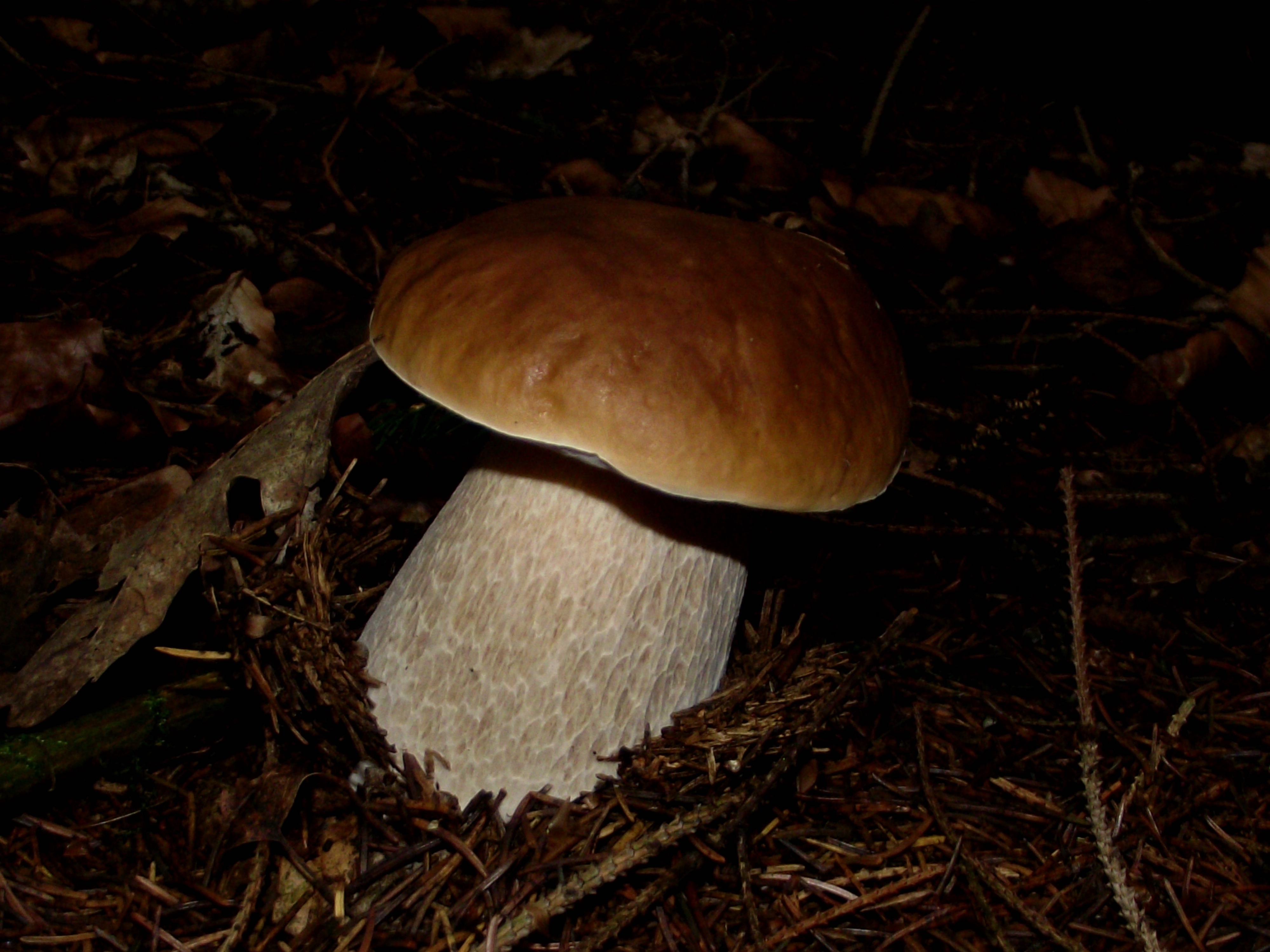 Fichtensteinpilz