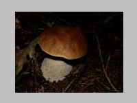 Fichtensteinpilz