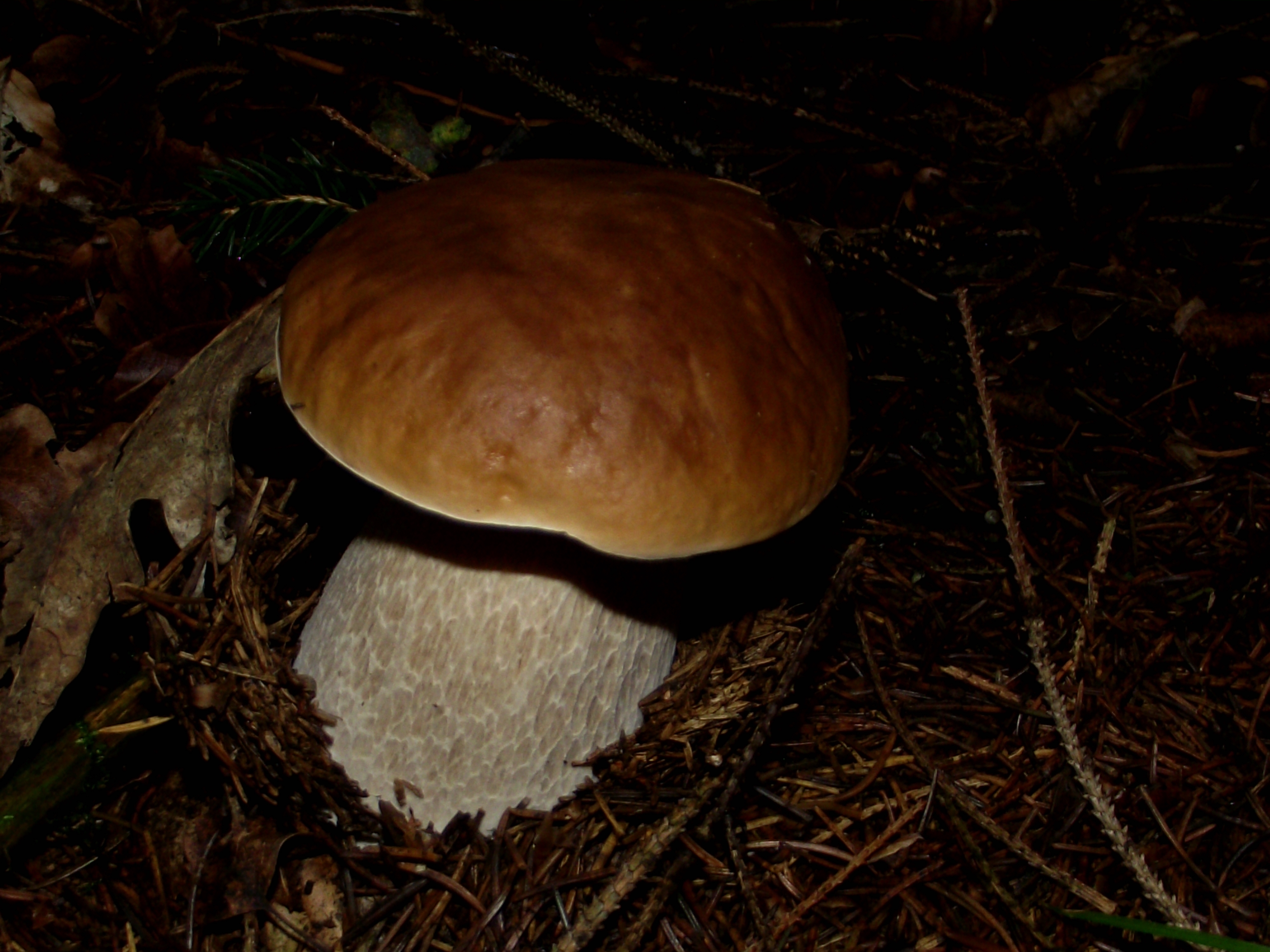 Fichtensteinpilz