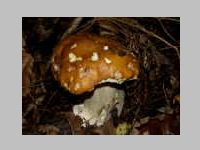 Fichtensteinpilz