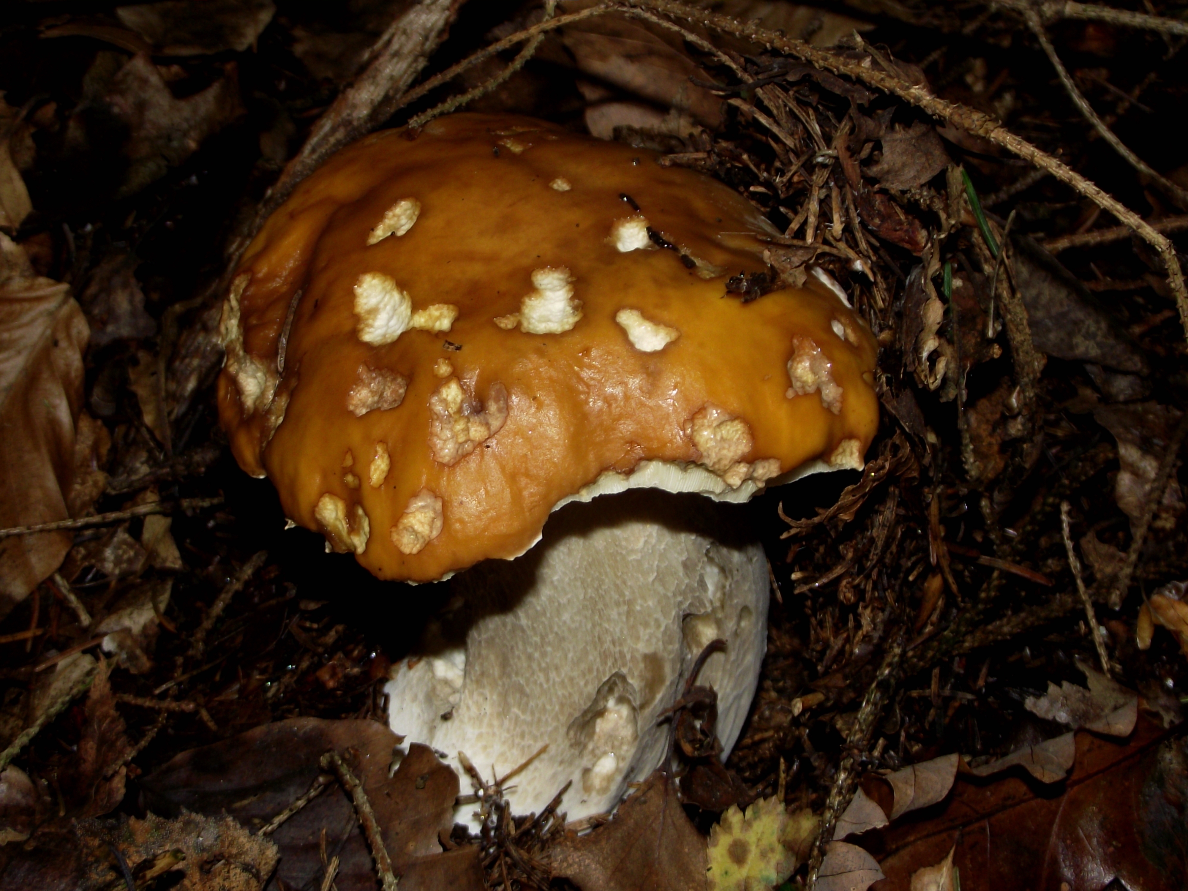 Fichtensteinpilz
