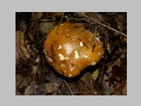 Fichtensteinpilz