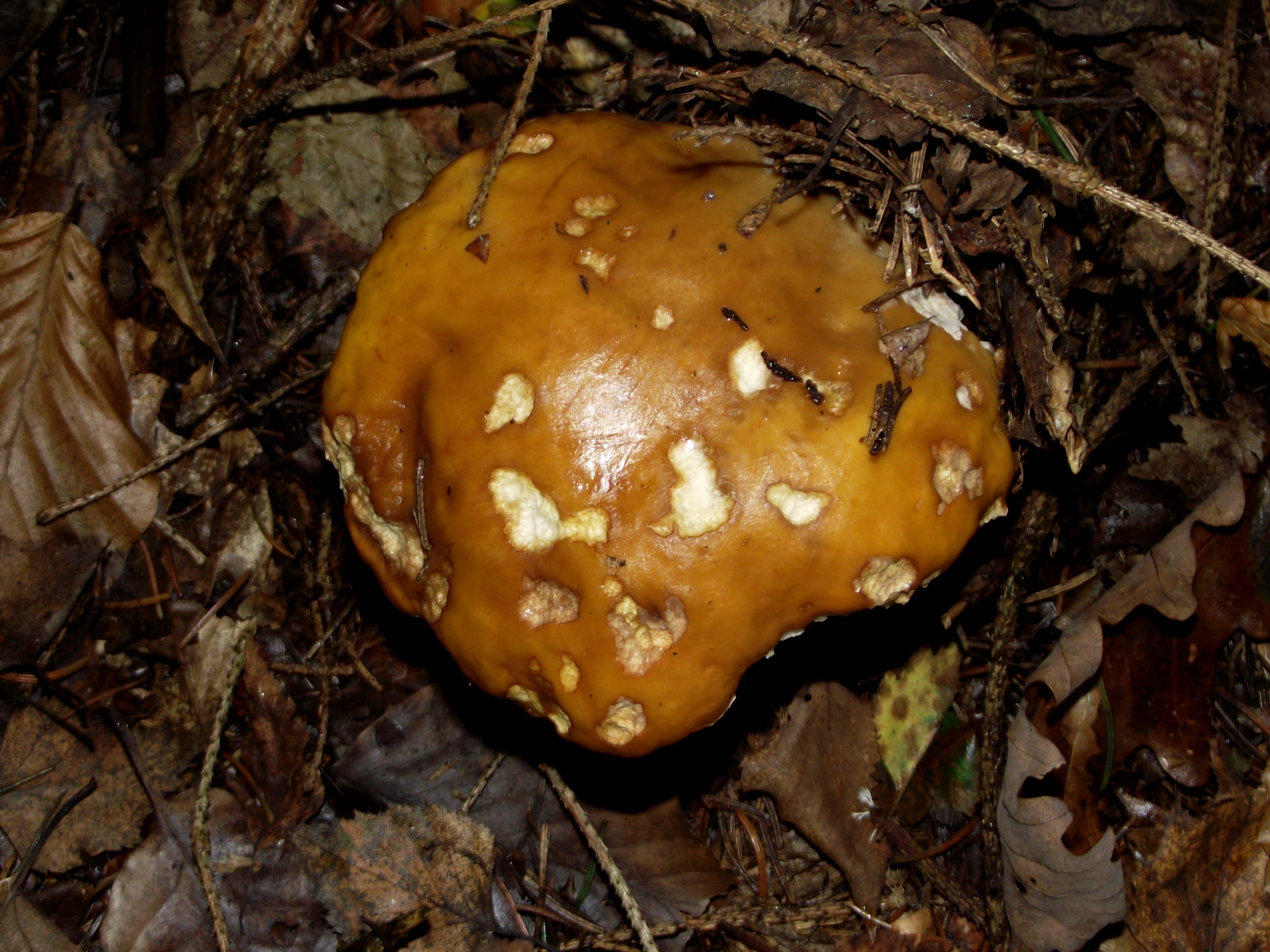 Fichtensteinpilz
