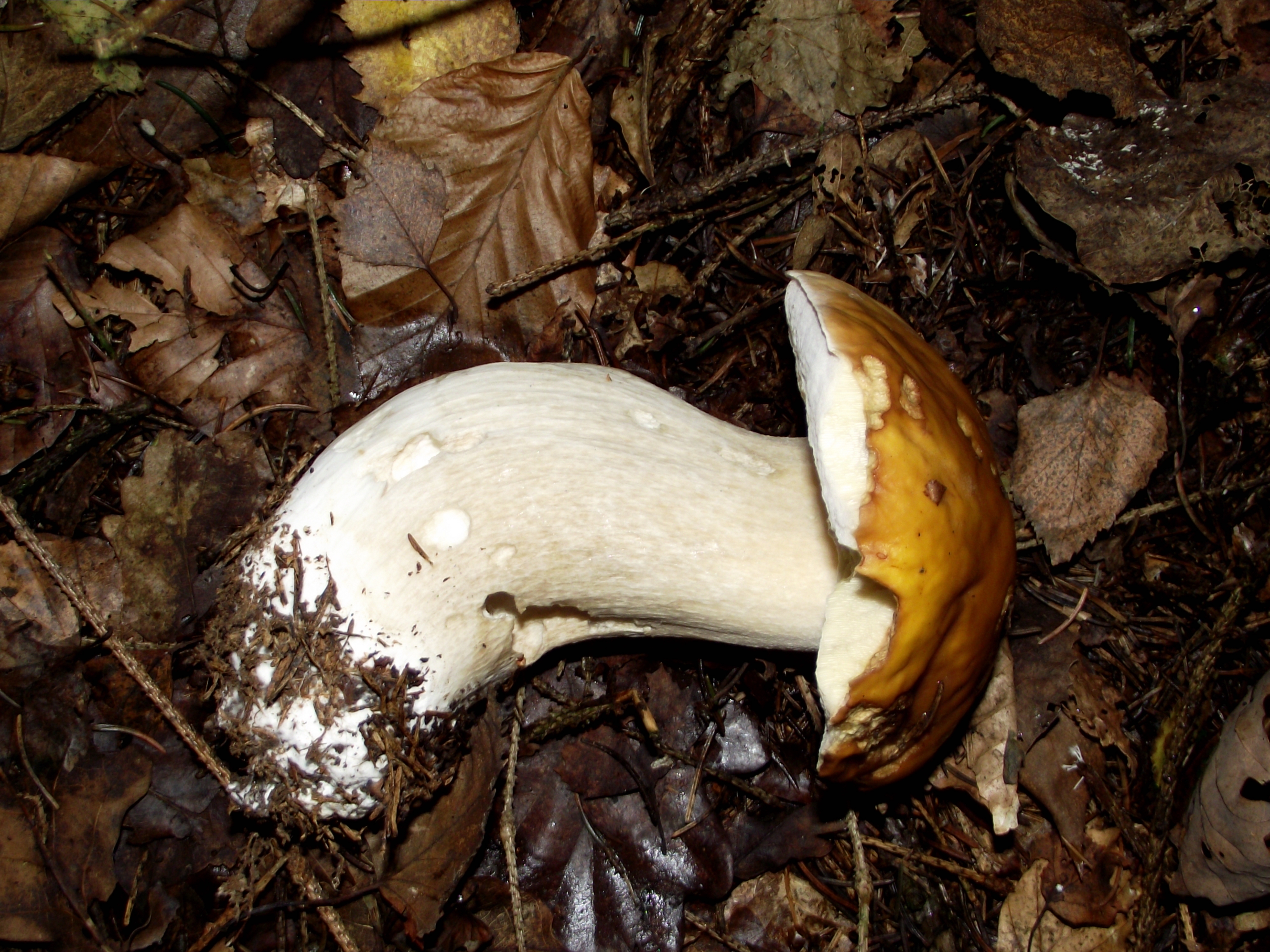 Fichtensteinpilz