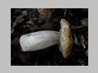 Fichtensteinpilz