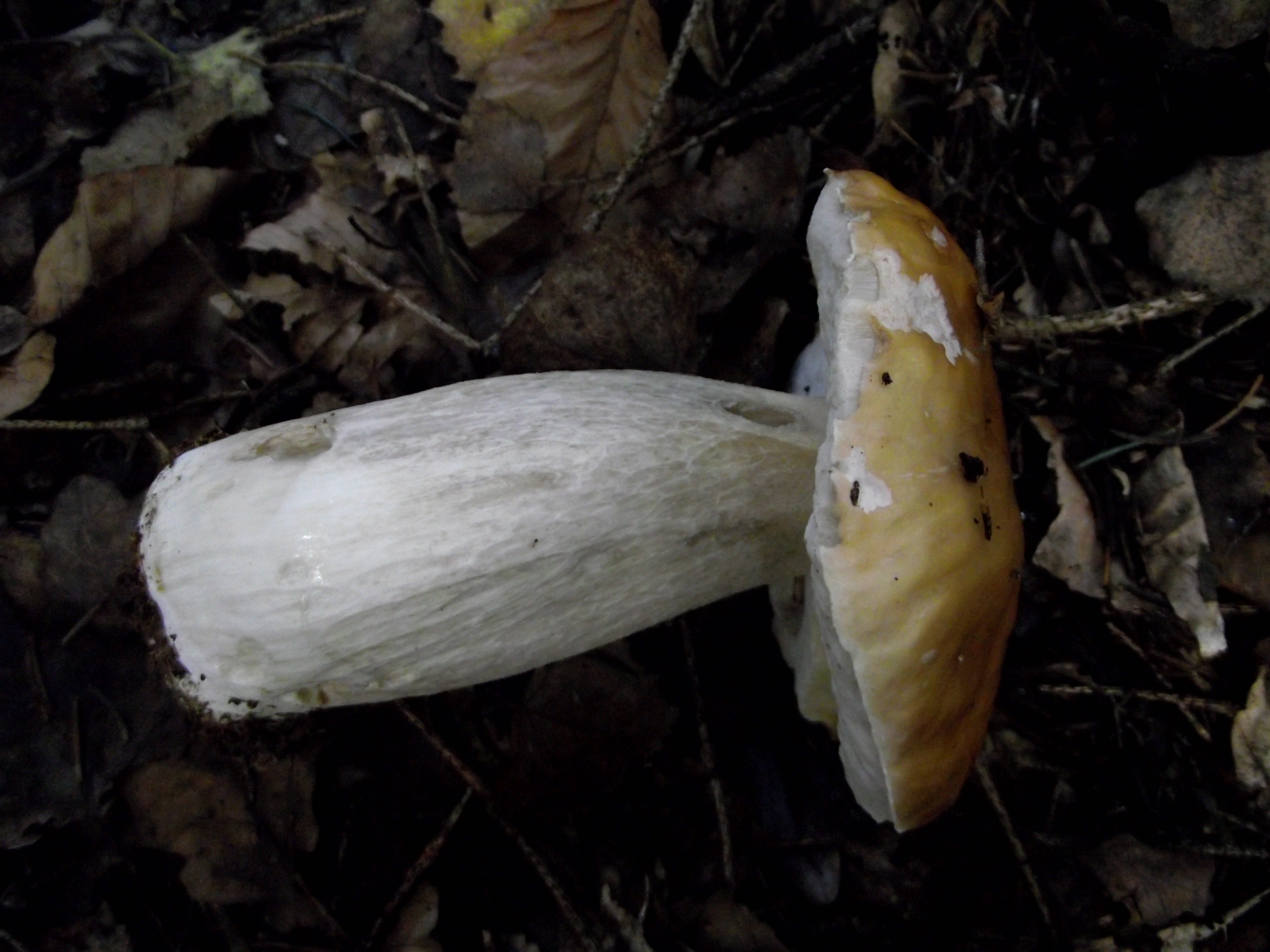 Fichtensteinpilz