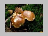 Fichtensteinpilz