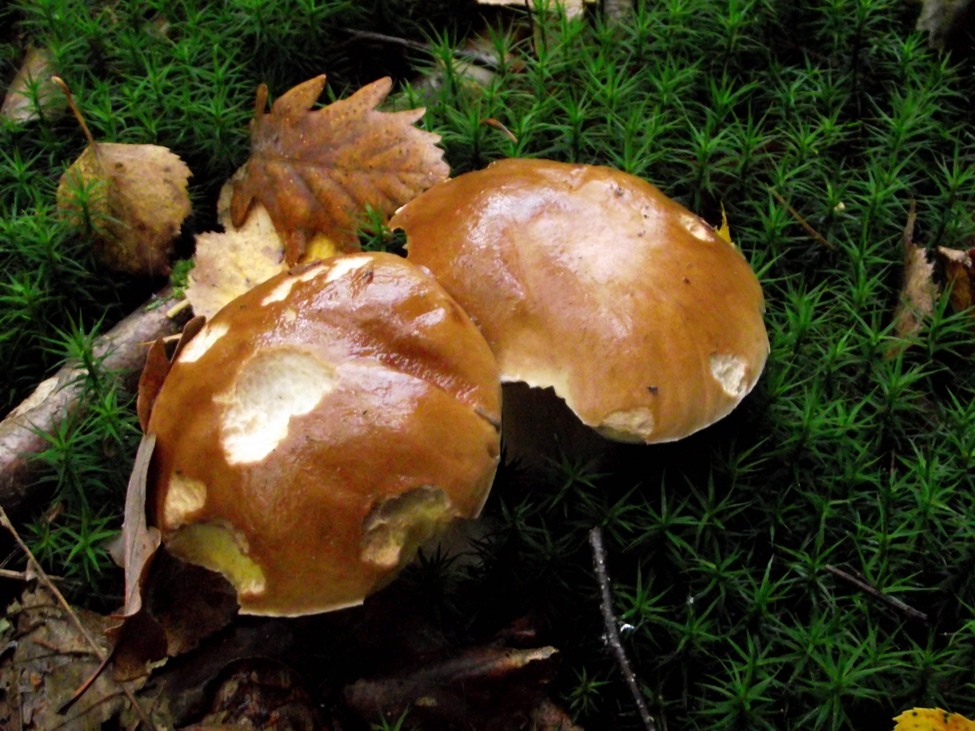 Fichtensteinpilz