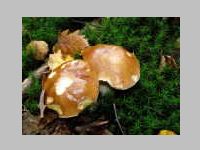 Fichtensteinpilz