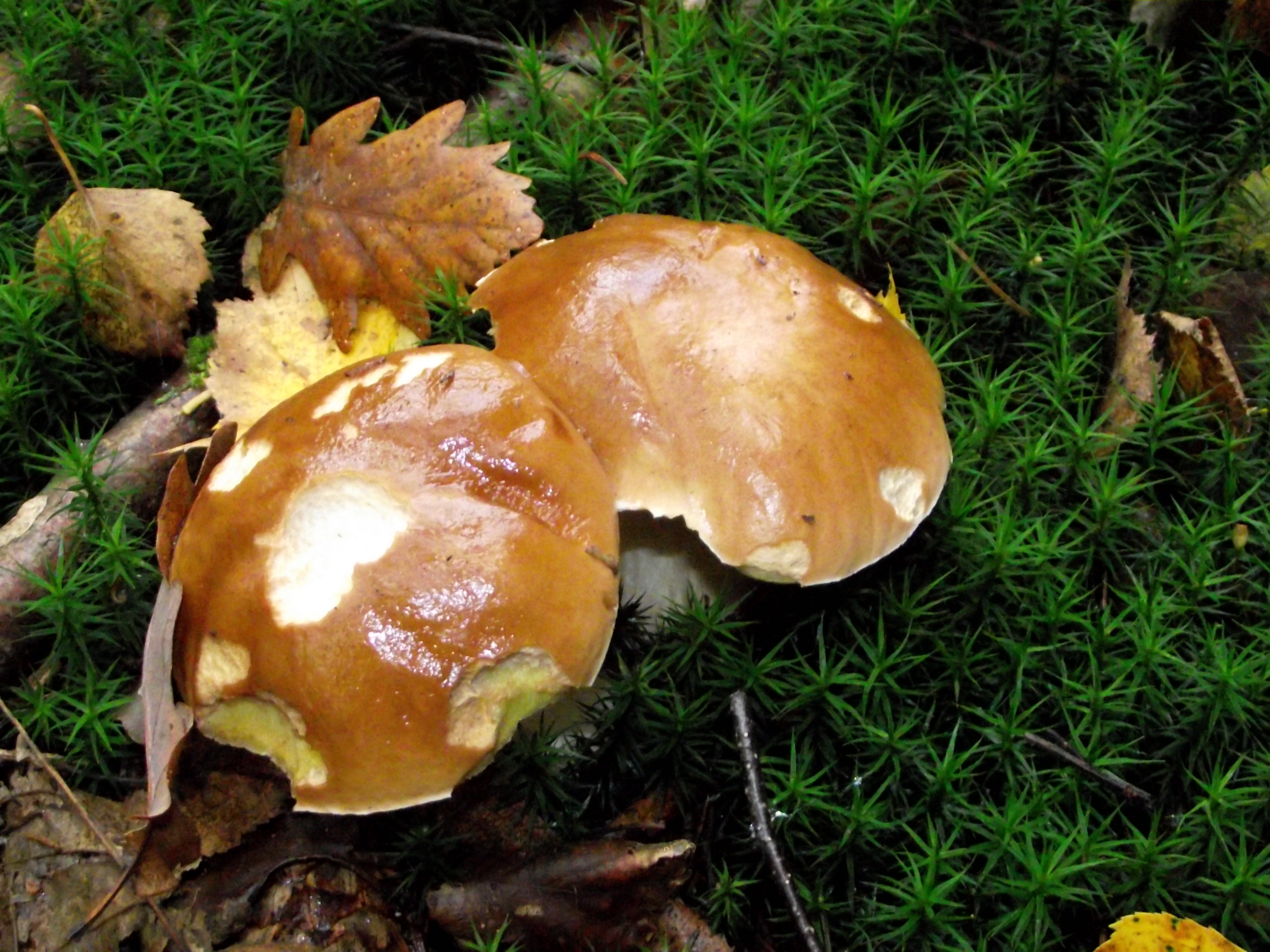 Fichtensteinpilz