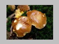 Fichtensteinpilz