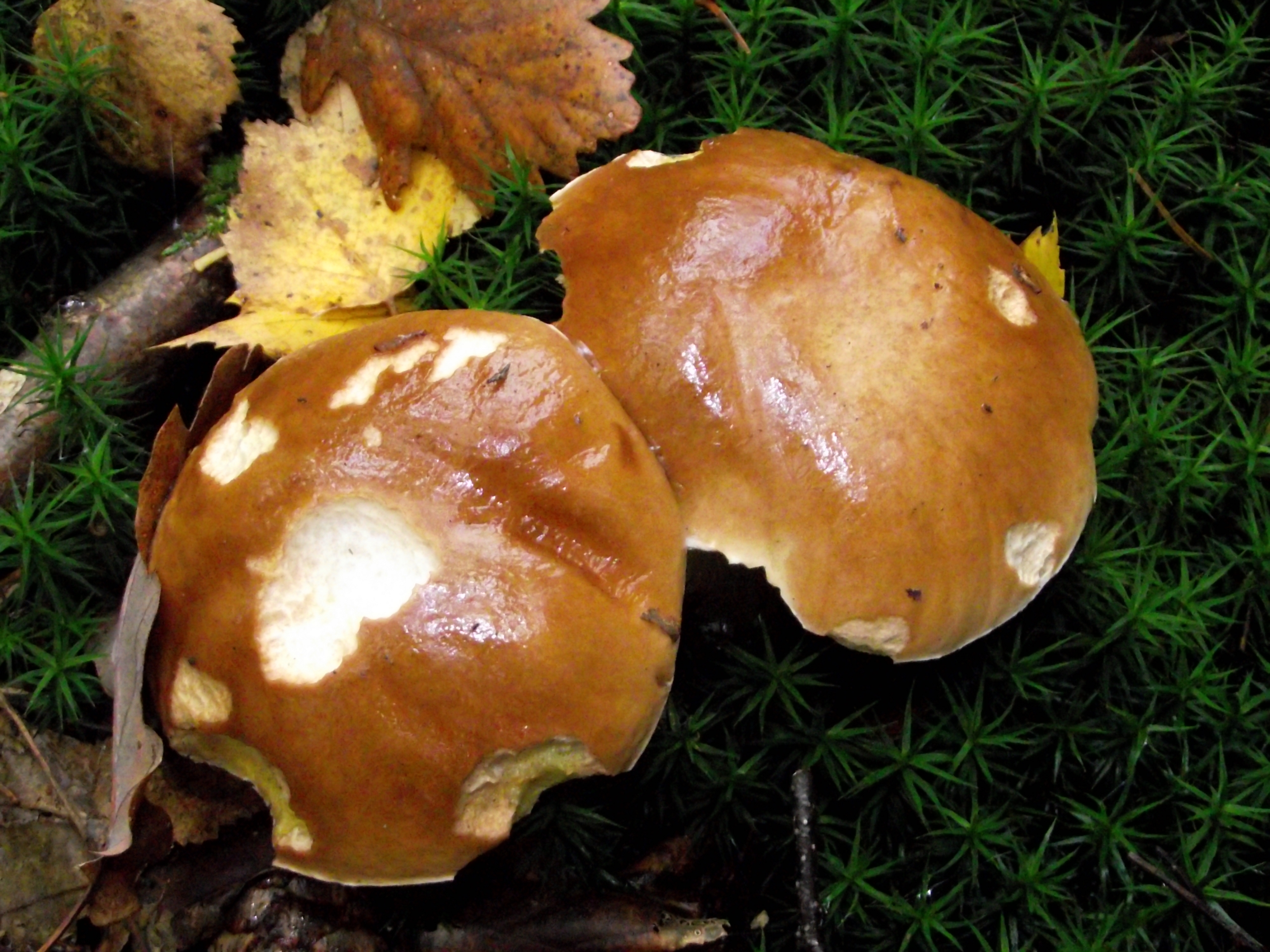Fichtensteinpilz