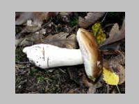 Fichtensteinpilz