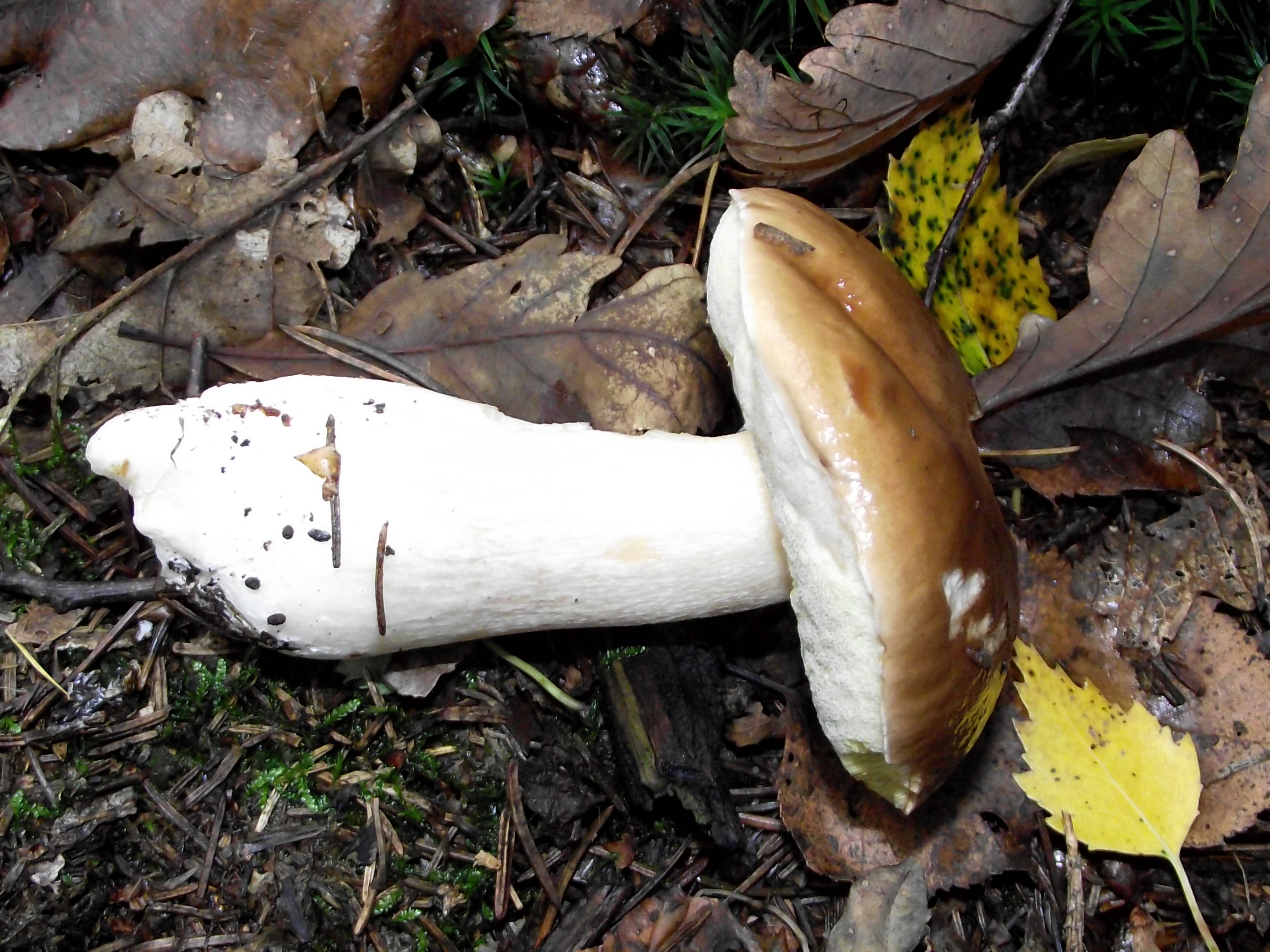 Fichtensteinpilz