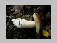 Fichtensteinpilz