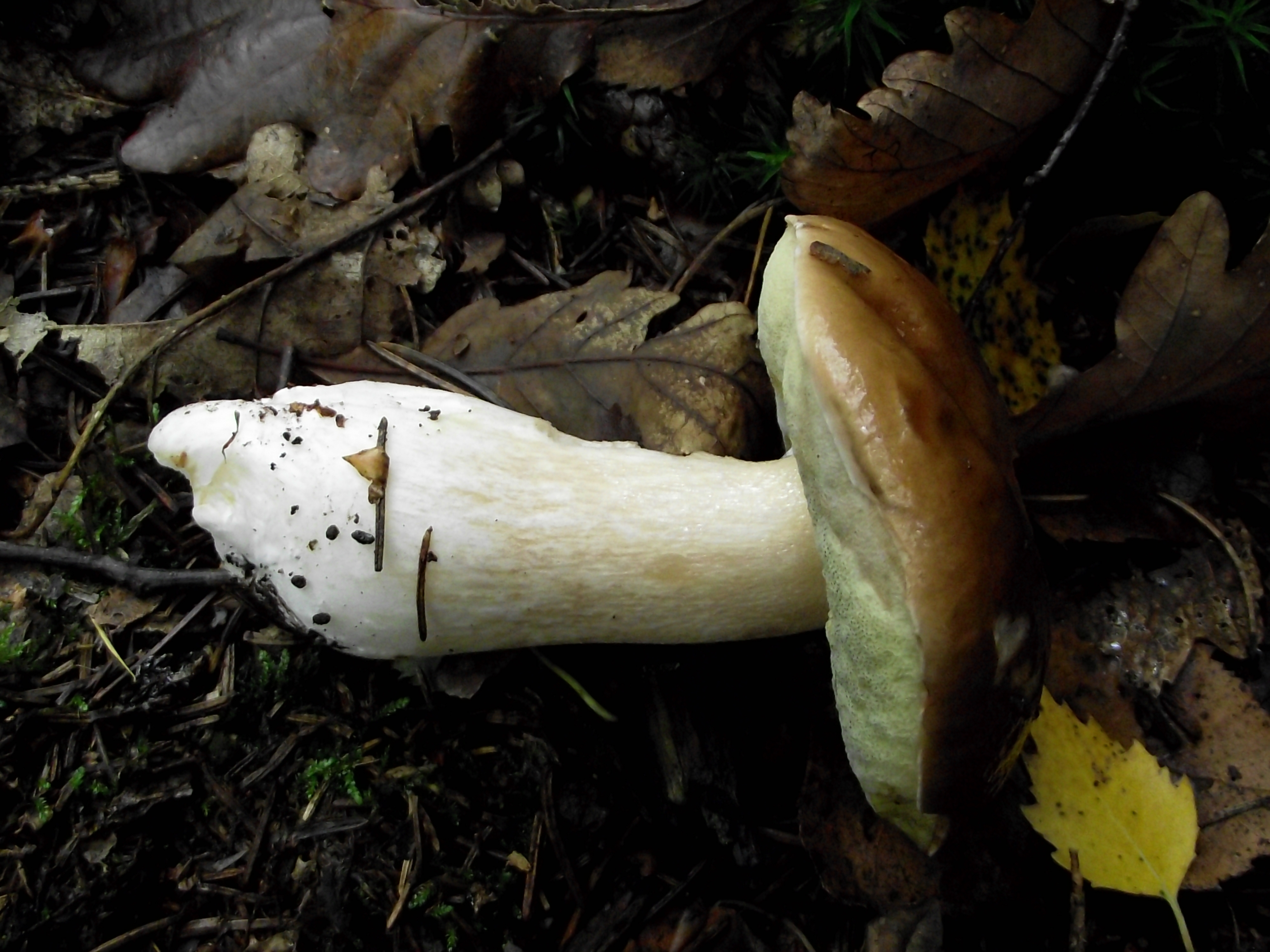 Fichtensteinpilz