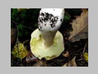 Fichtensteinpilz