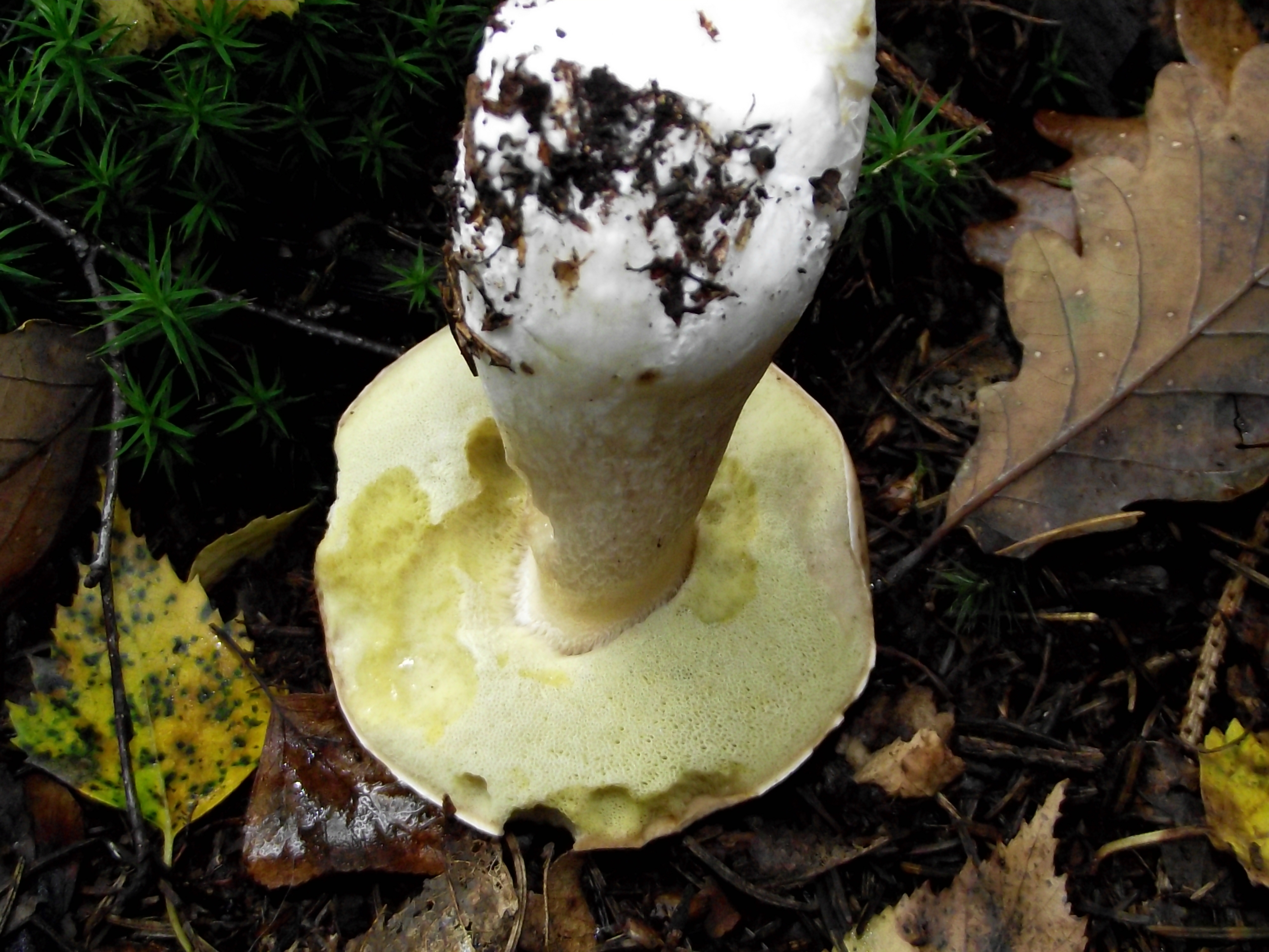Fichtensteinpilz