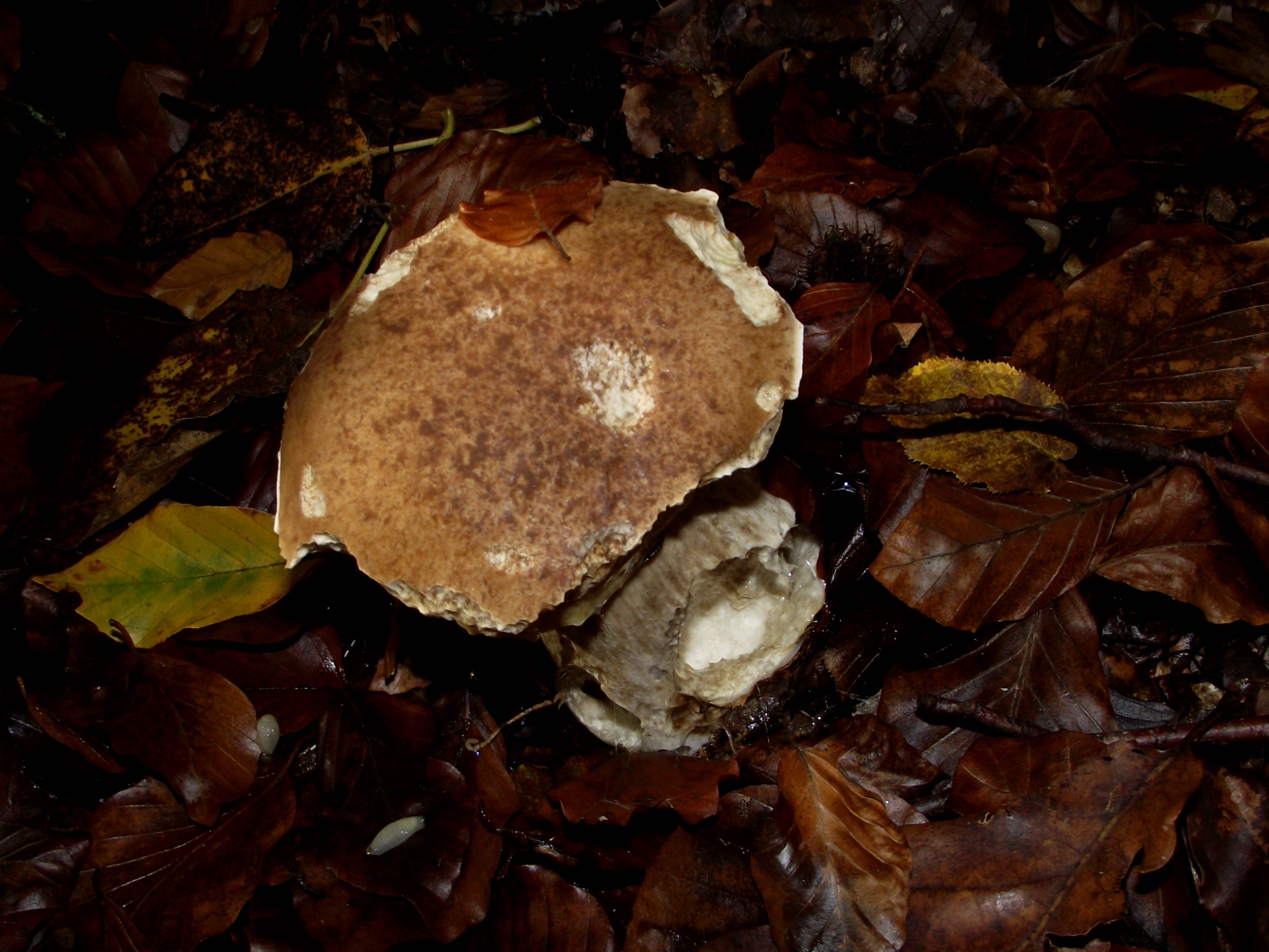 Fichtensteinpilz