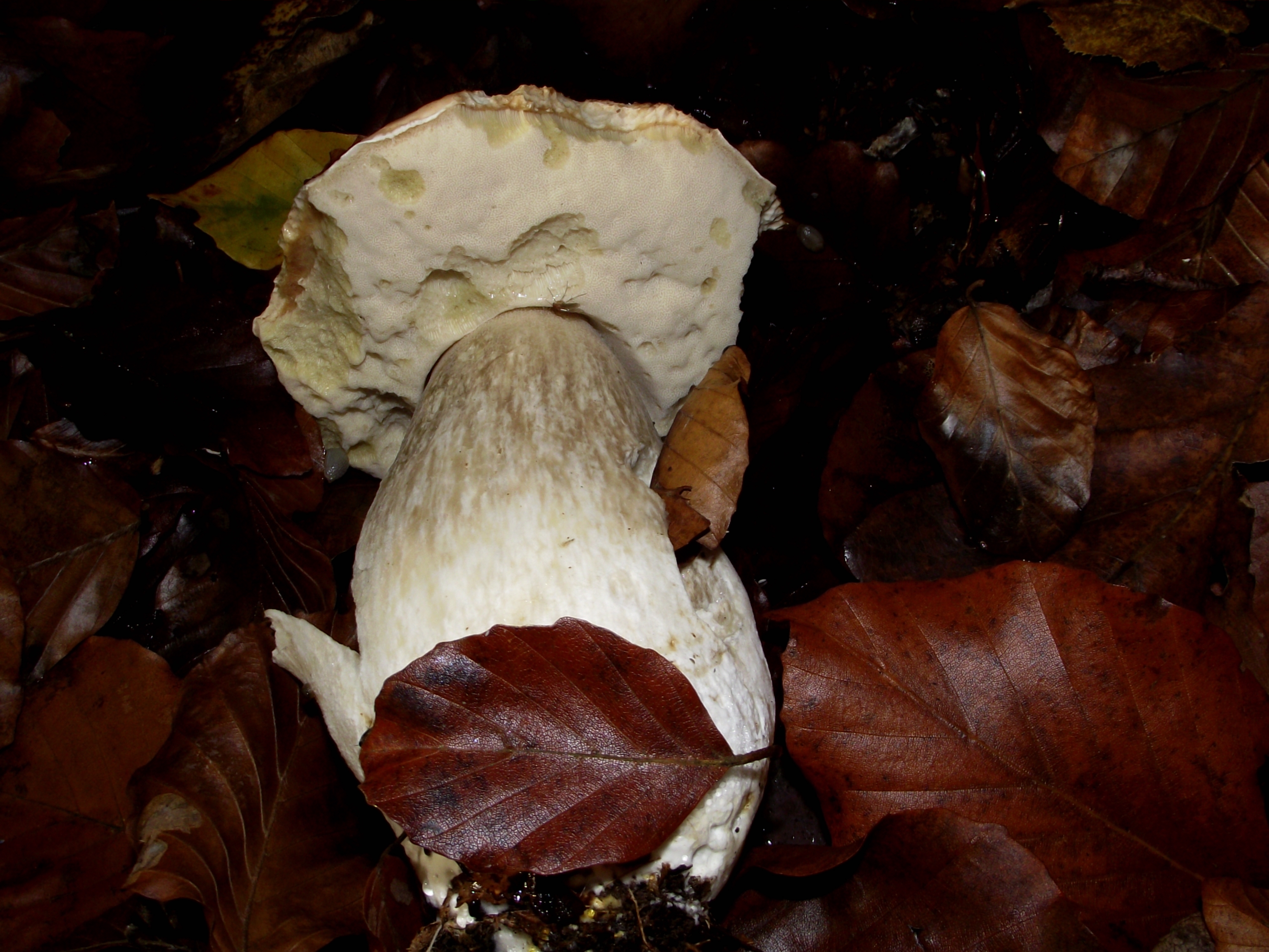 Fichtensteinpilz