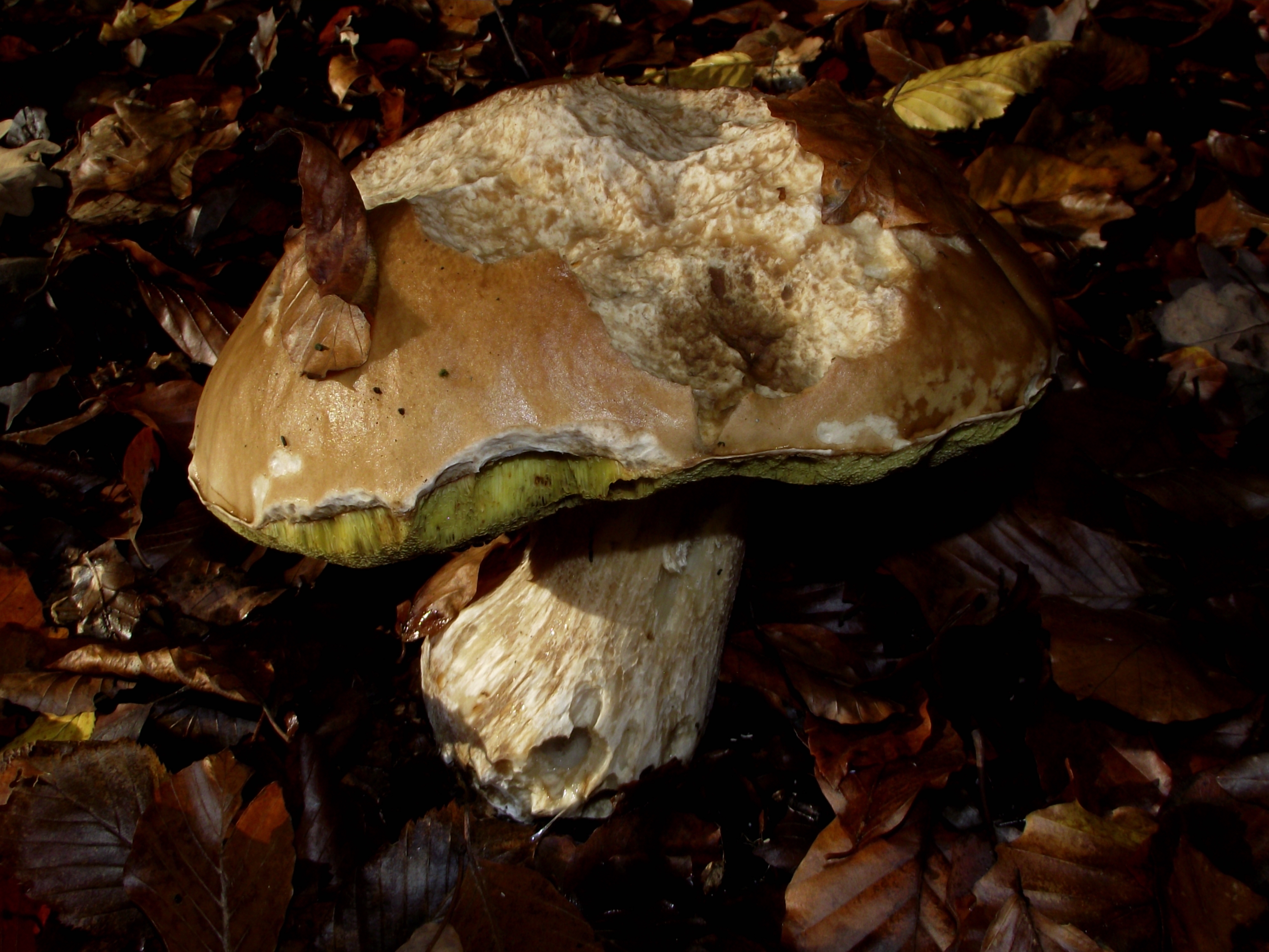 Fichtensteinpilz