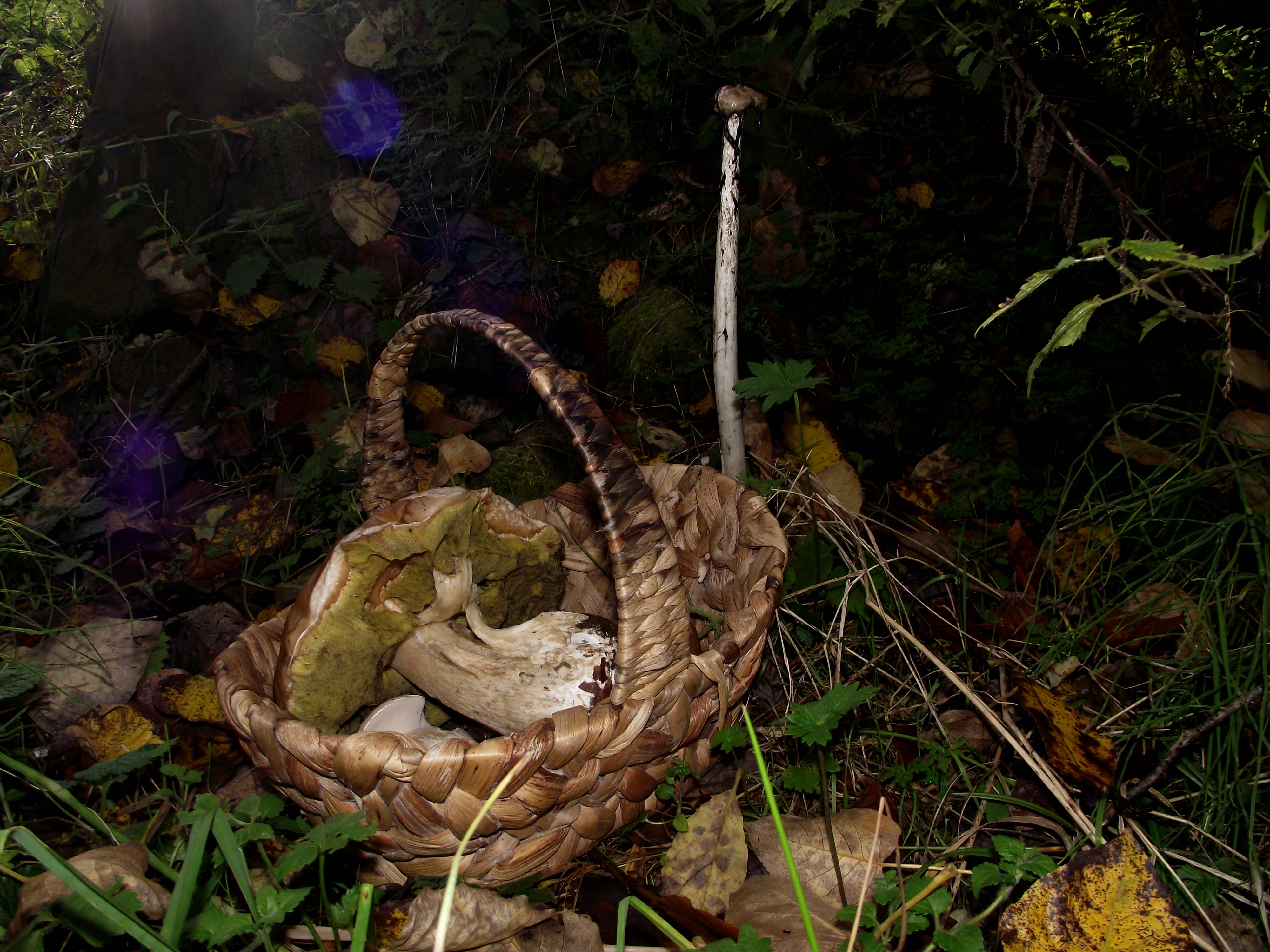 Fichtensteinpilz