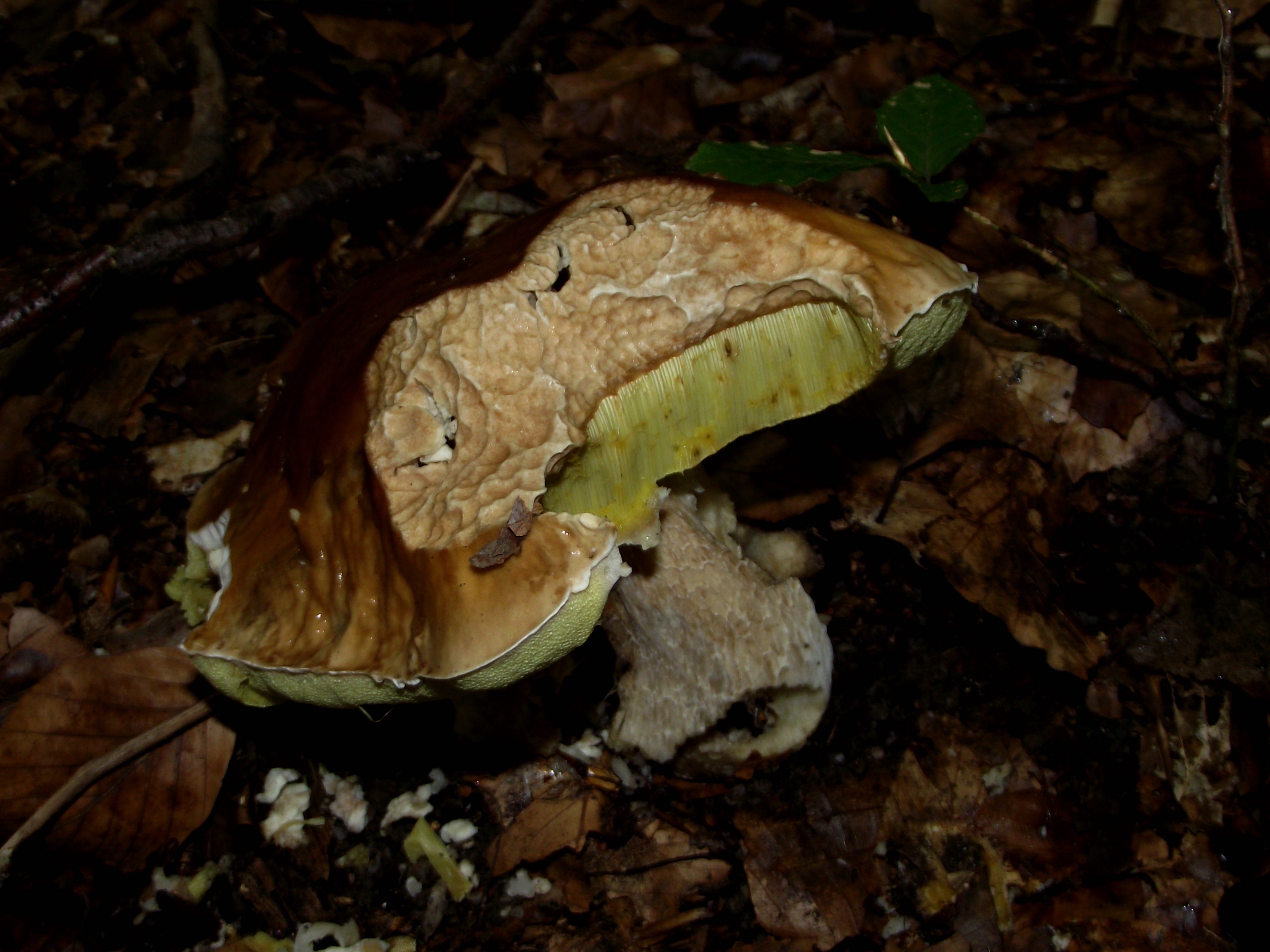 Fichtensteinpilz