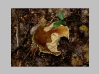 Fichtensteinpilz