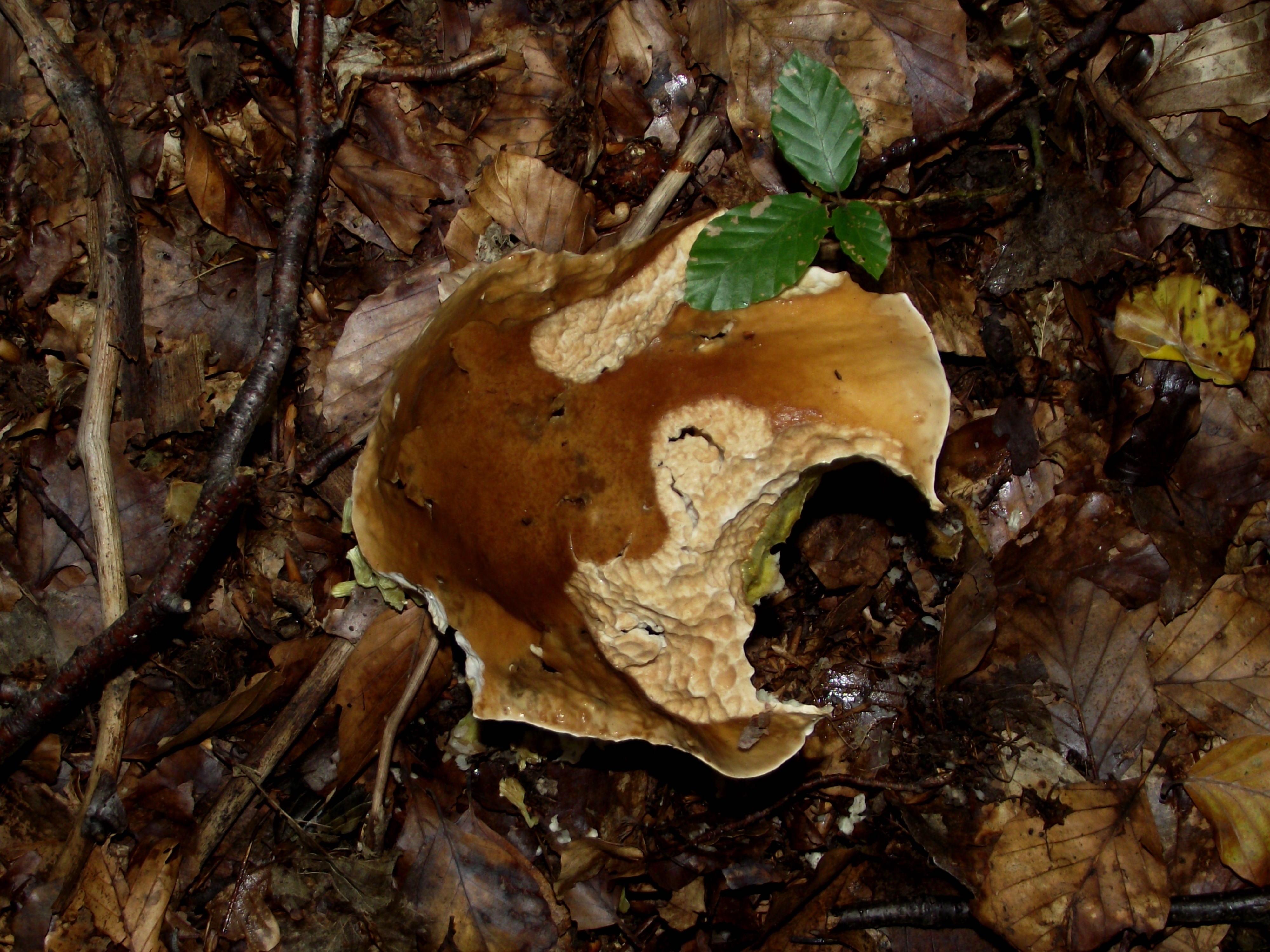 Fichtensteinpilz
