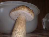 Fichtensteinpilz