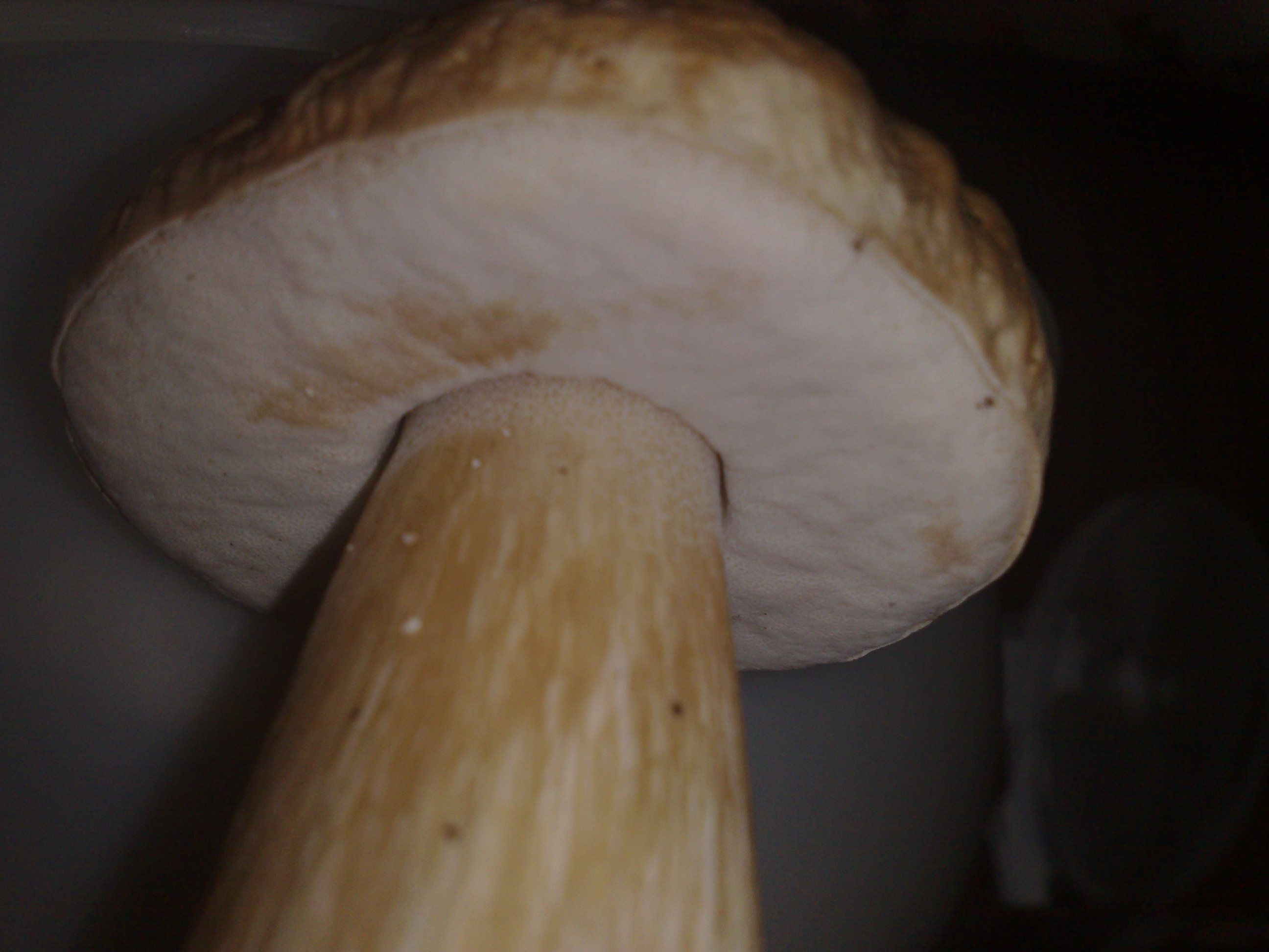 Fichtensteinpilz