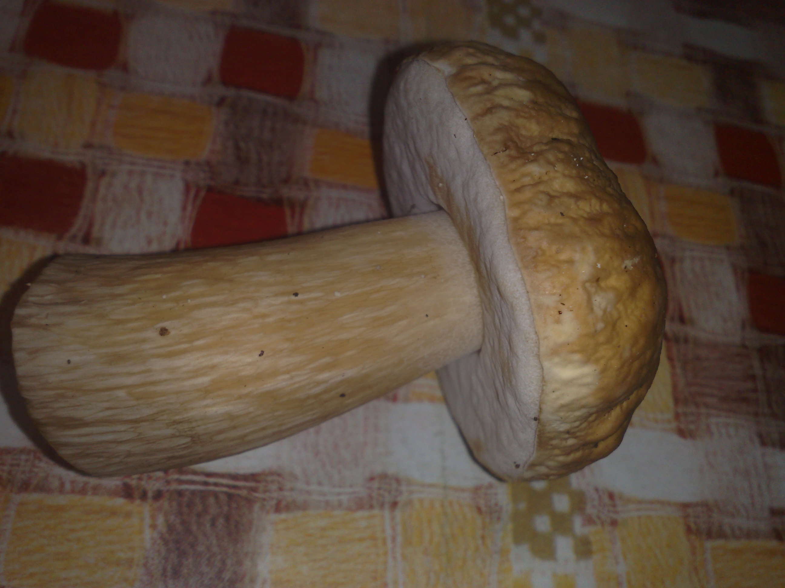 Fichtensteinpilz