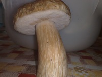 Fichtensteinpilz