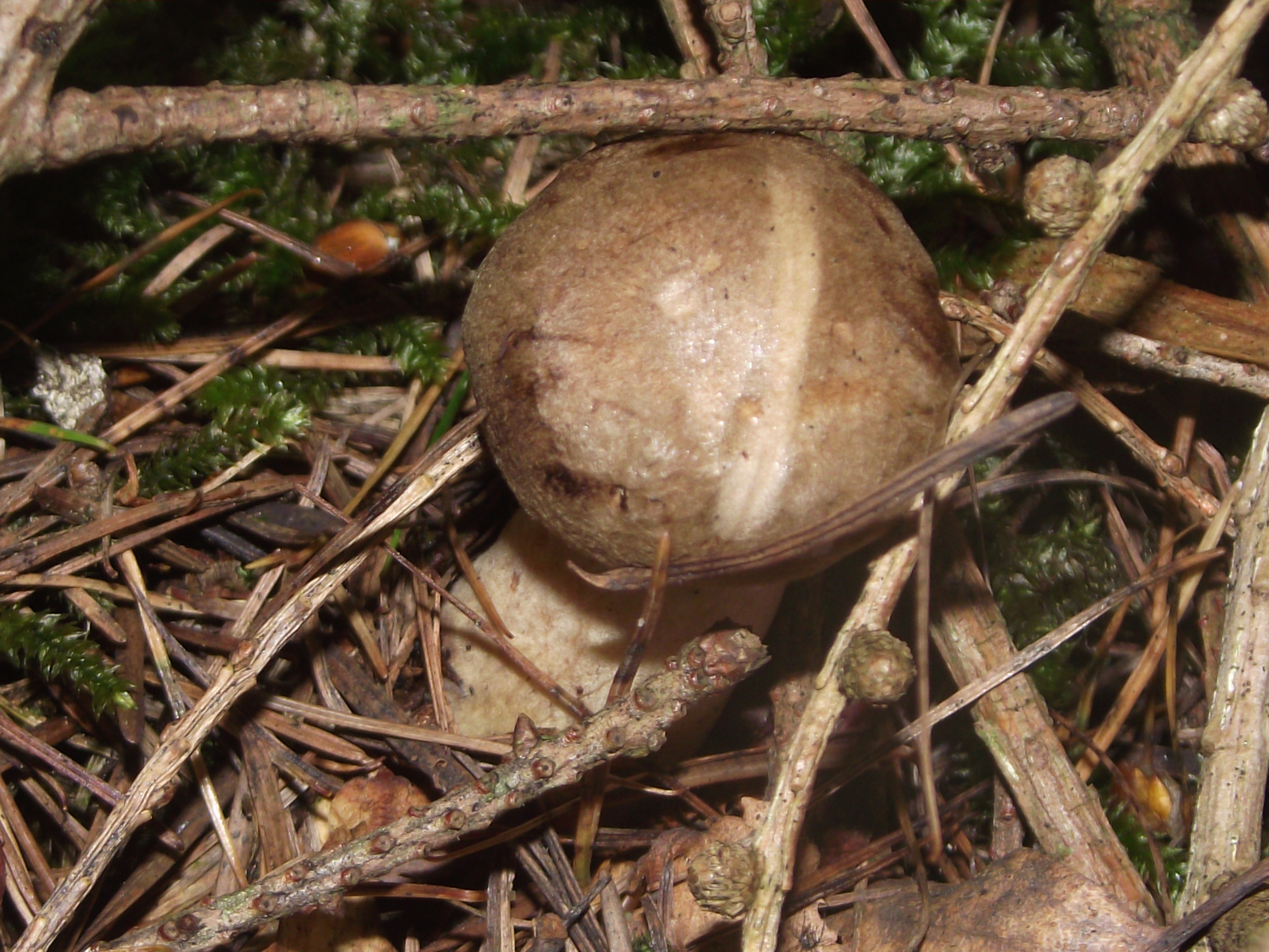 Fichtensteinpilz