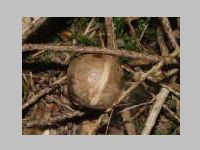 Fichtensteinpilz