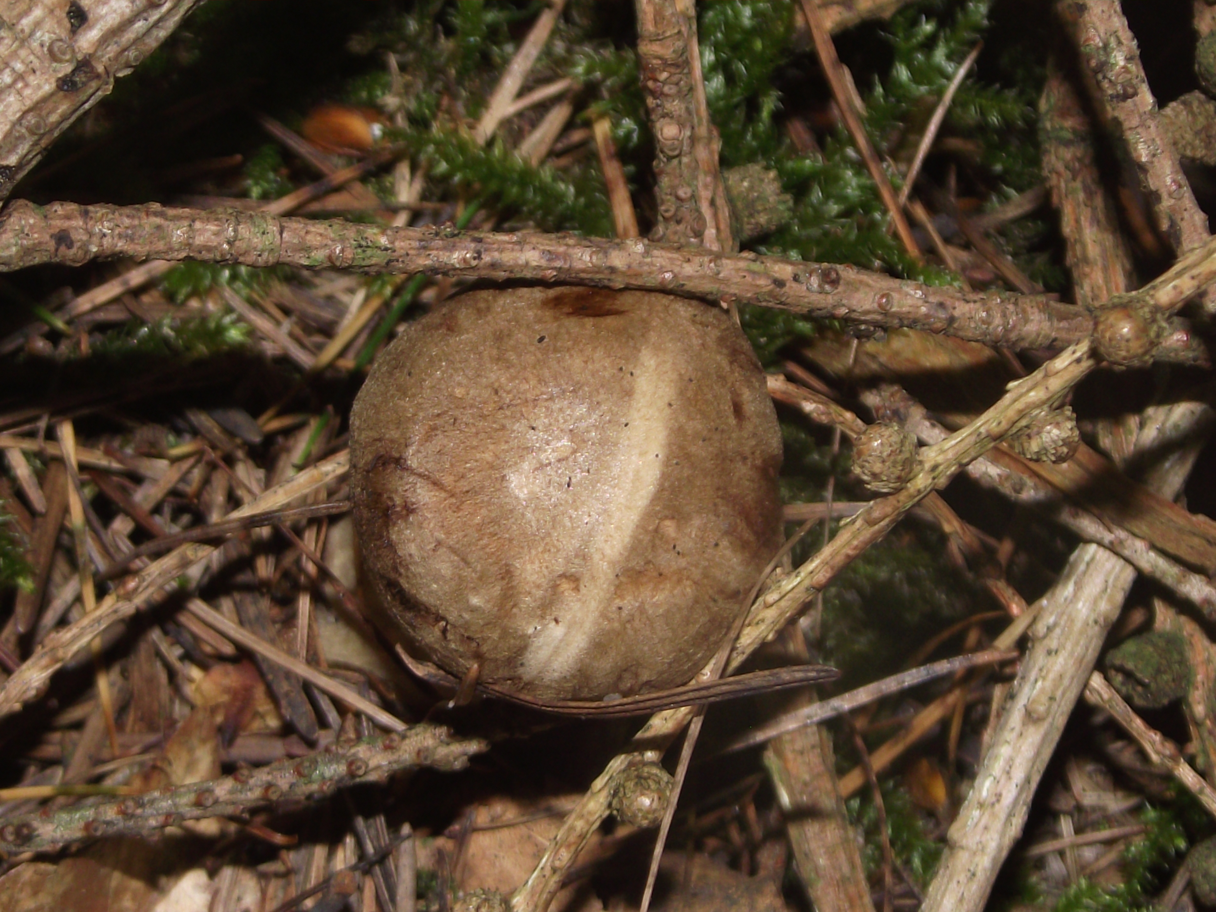 Fichtensteinpilz