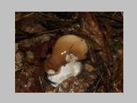 Fichtensteinpilz