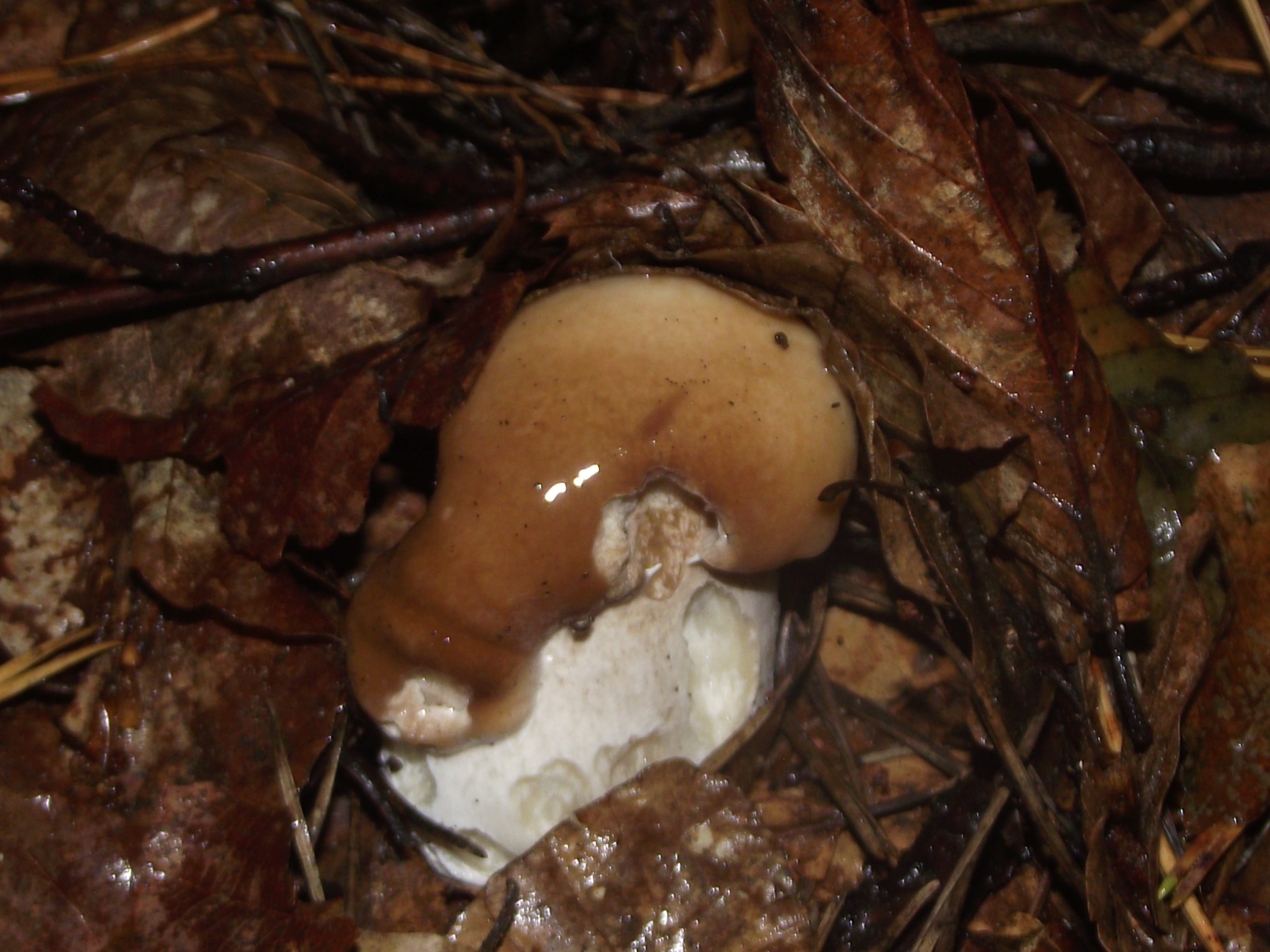 Fichtensteinpilz