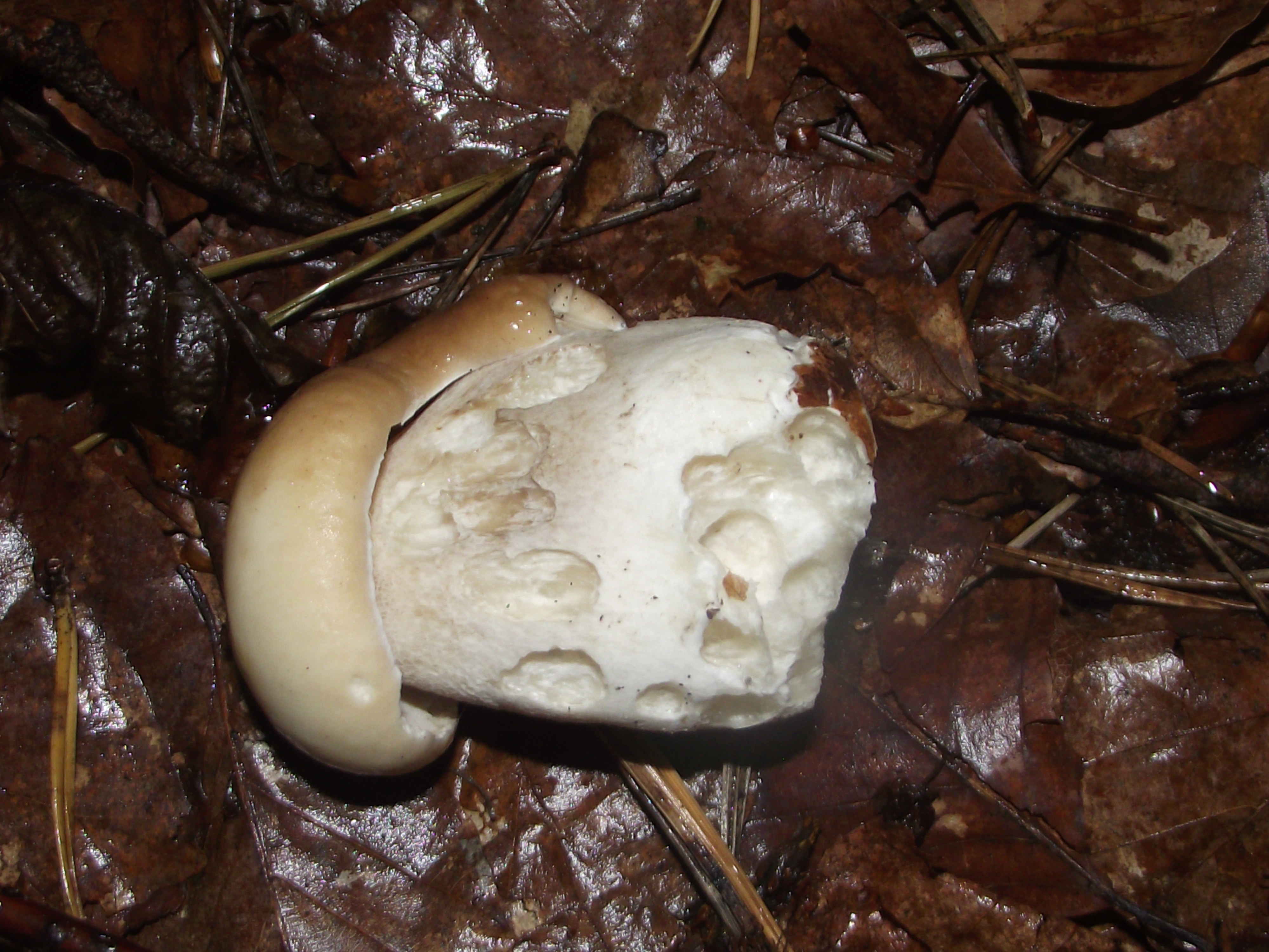 Fichtensteinpilz