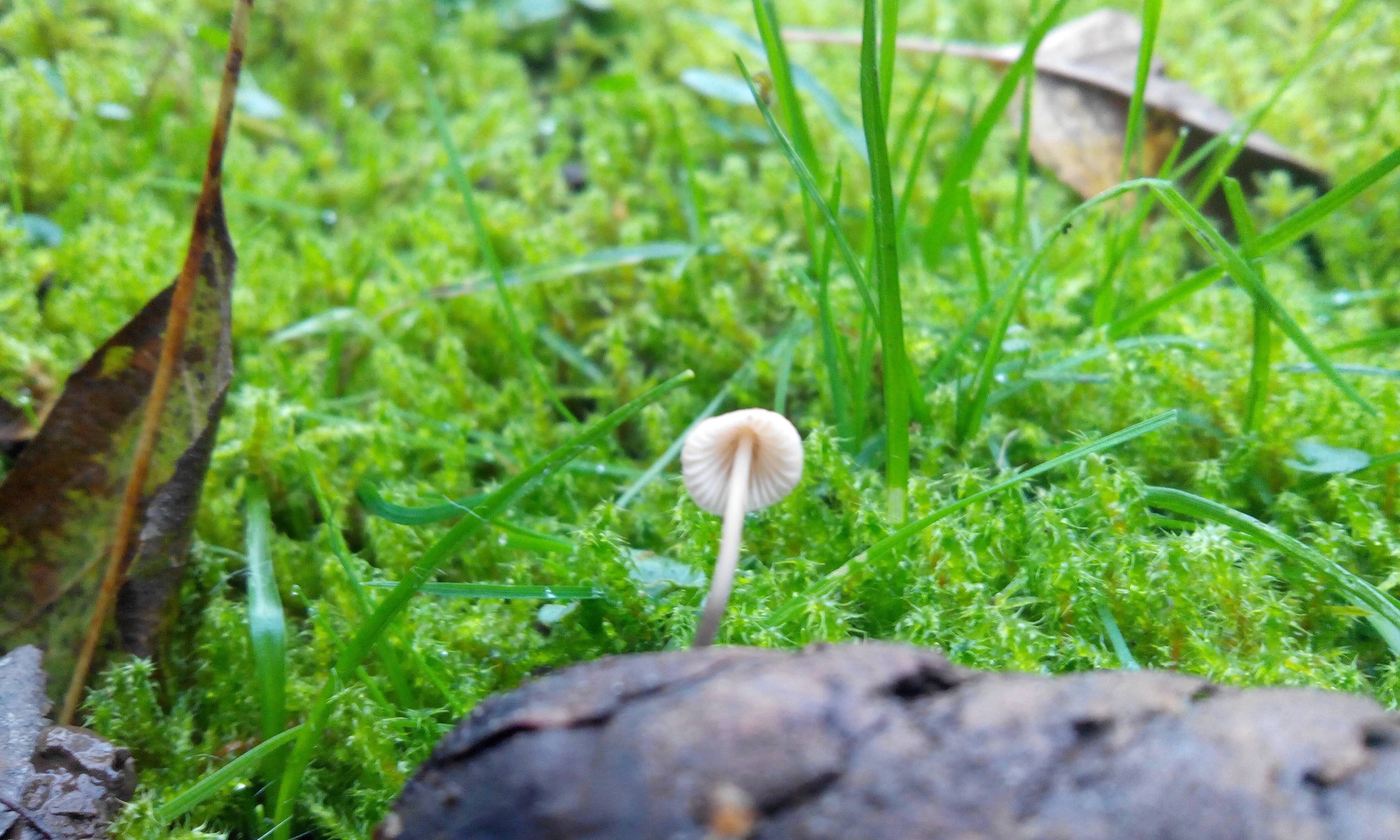 Fichtenzapfen-Helmling - Blick auf die Hutunterseite. Die weißlichen Lamellen sind am Stiel angewachsen und mit einem Zahn herablaufend. 