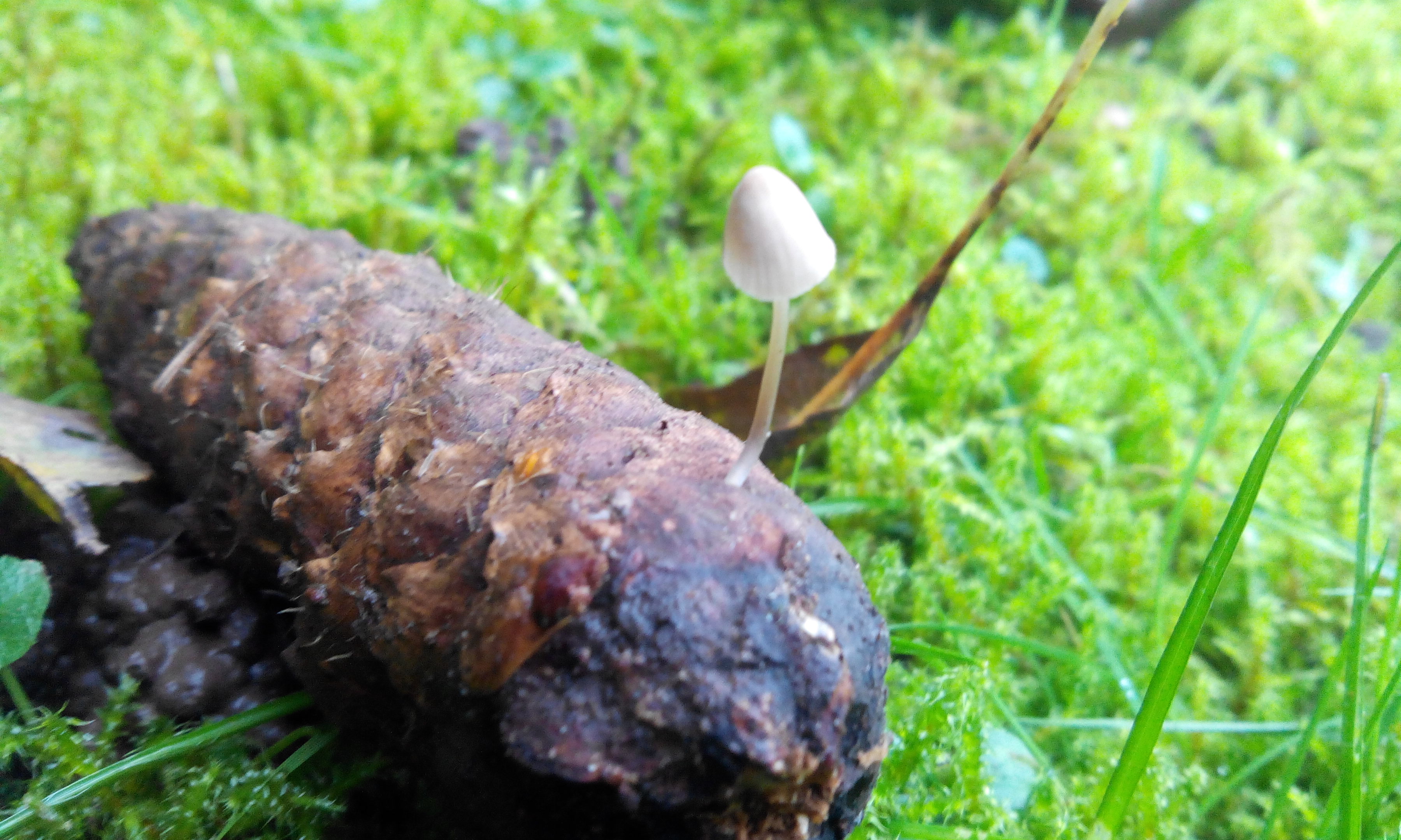 Fichtenzapfen-Helmling - Blick von schräg oben. Der Fichten-Zapfenhelmling wächst direkt auf den Fichtenzapfen. 