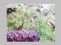 Fichtenzapfen-Helmling - Frontalansicht. Die Hutform ist glockig bis spitzkegelig und kann insbesondere feucht eine Riefung zeigen. Hier ist die Hutfarbe ziemlich hell; oft zeigt sie sich deutlich dunkler. 