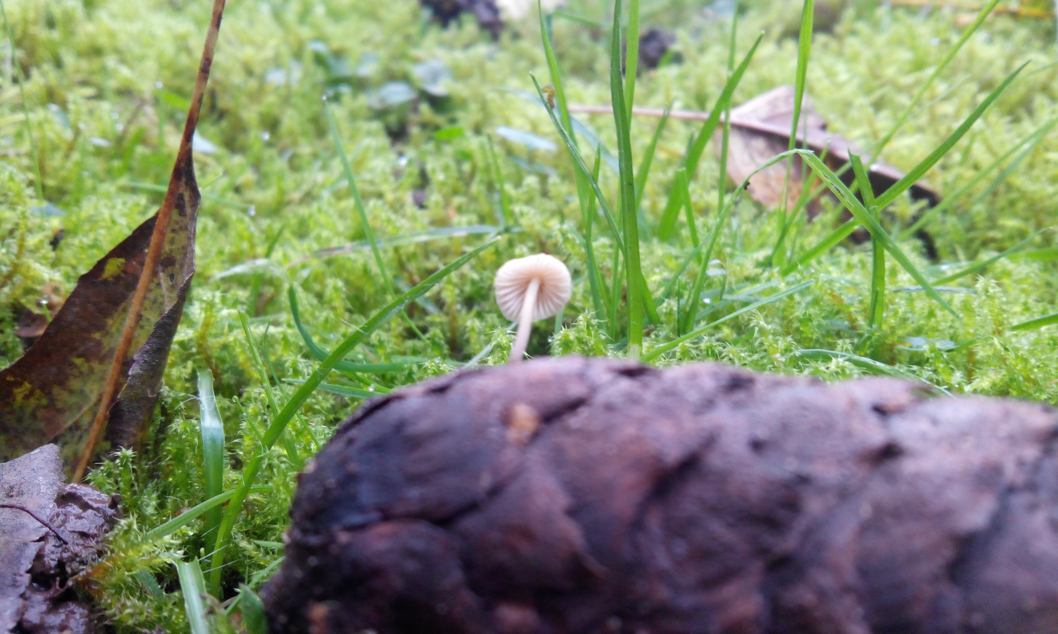 Fichtenzapfen-Helmling - Weiterer Blick auf die Hutunterseite. Die Lamellen sind nicht besonders gedrängt. 