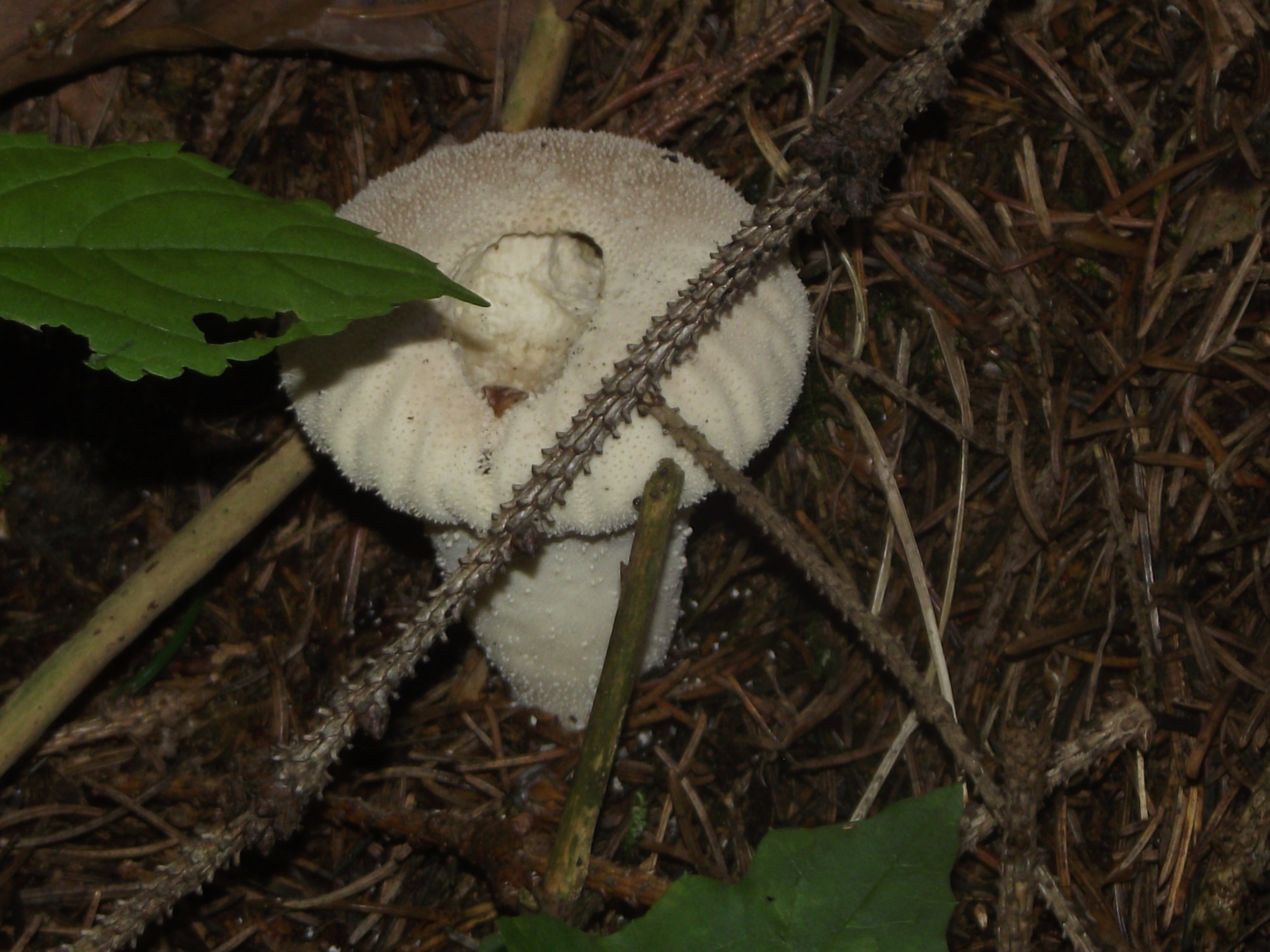 Flaschenbovist