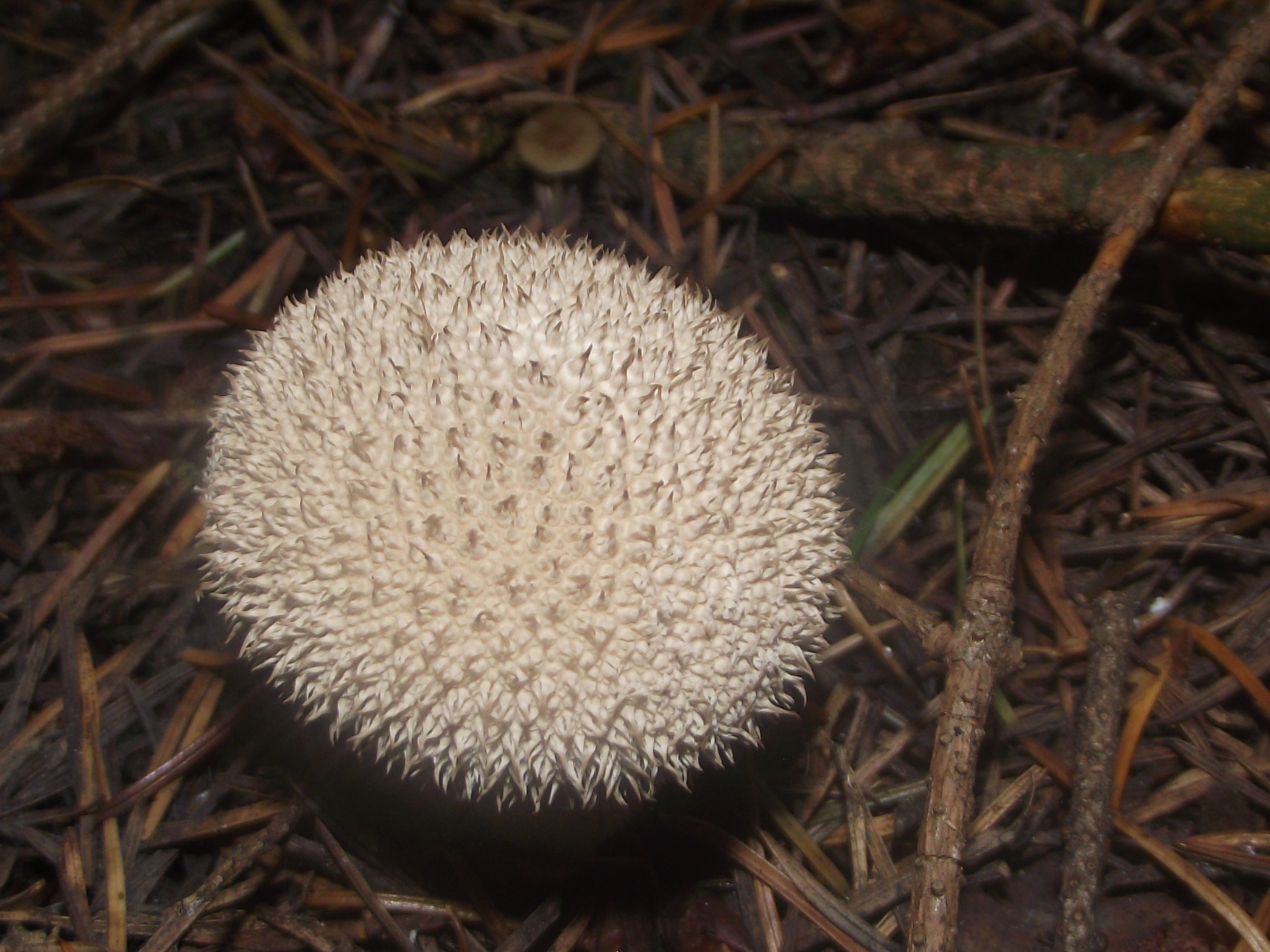 Flaschenbovist
