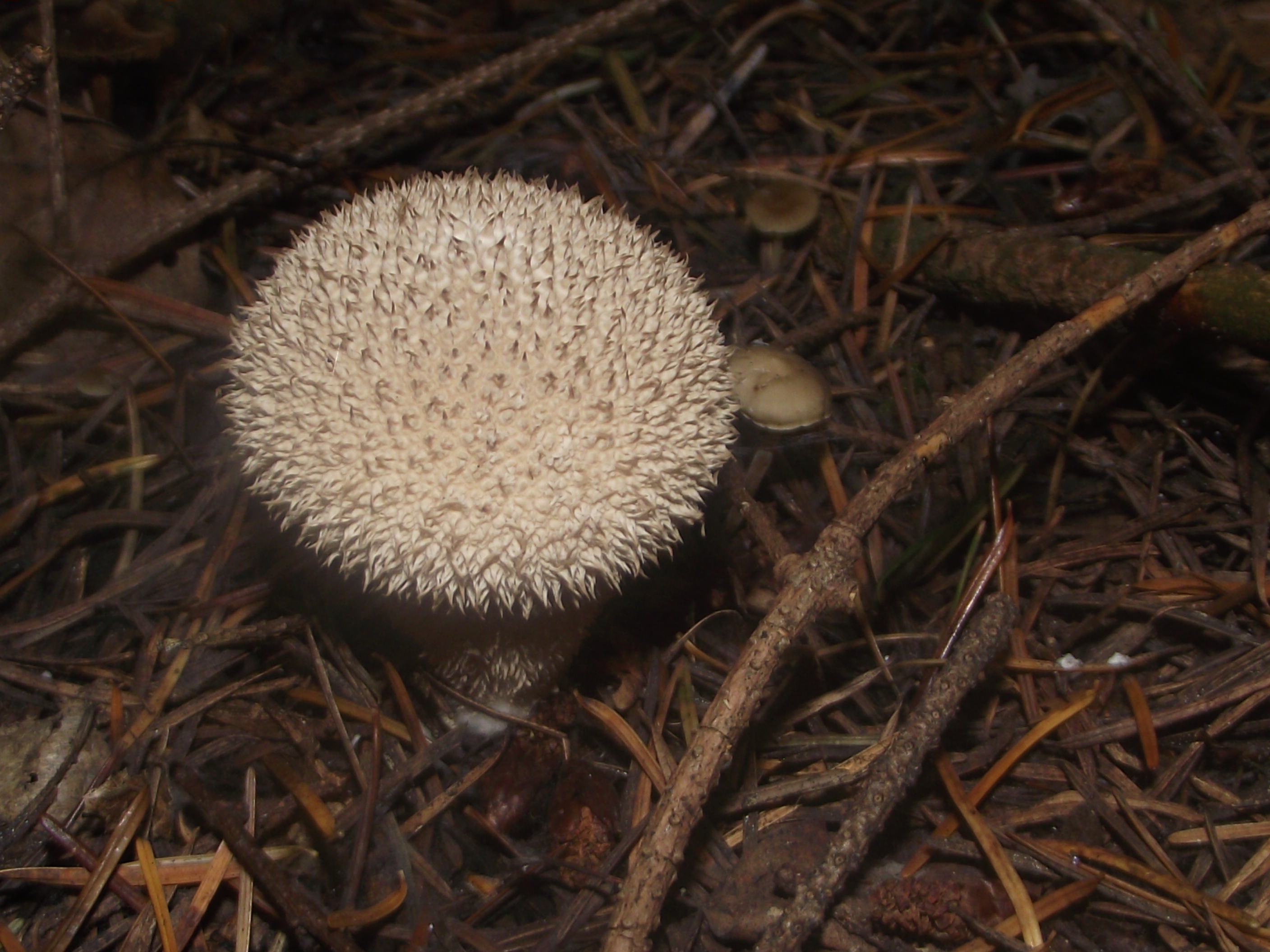 Flaschenbovist