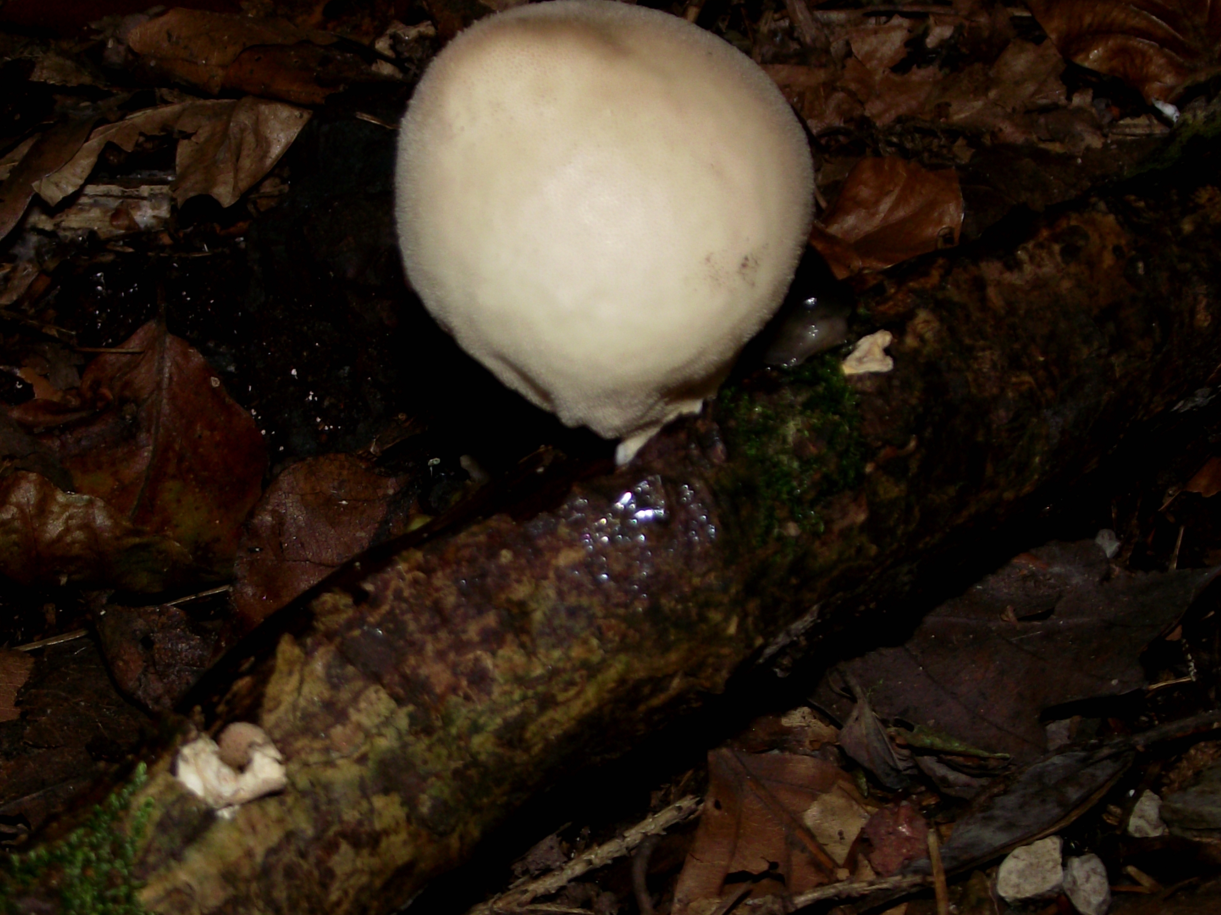 Flaschenbovist